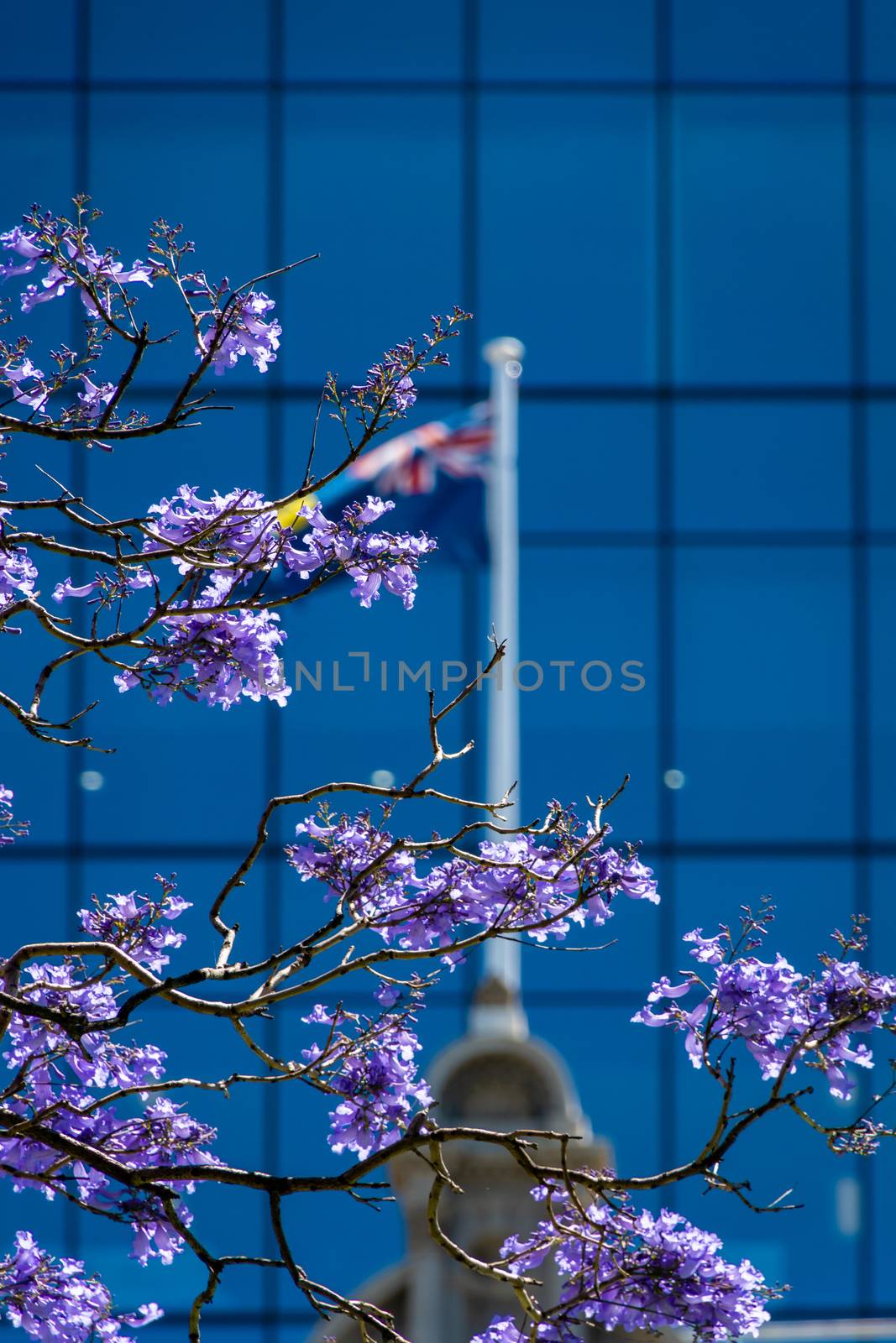 Blooming purple Jacaranda tree at St Geourges Terrace in Perth Western Australia in front of Australian Flag by MXW_Stock