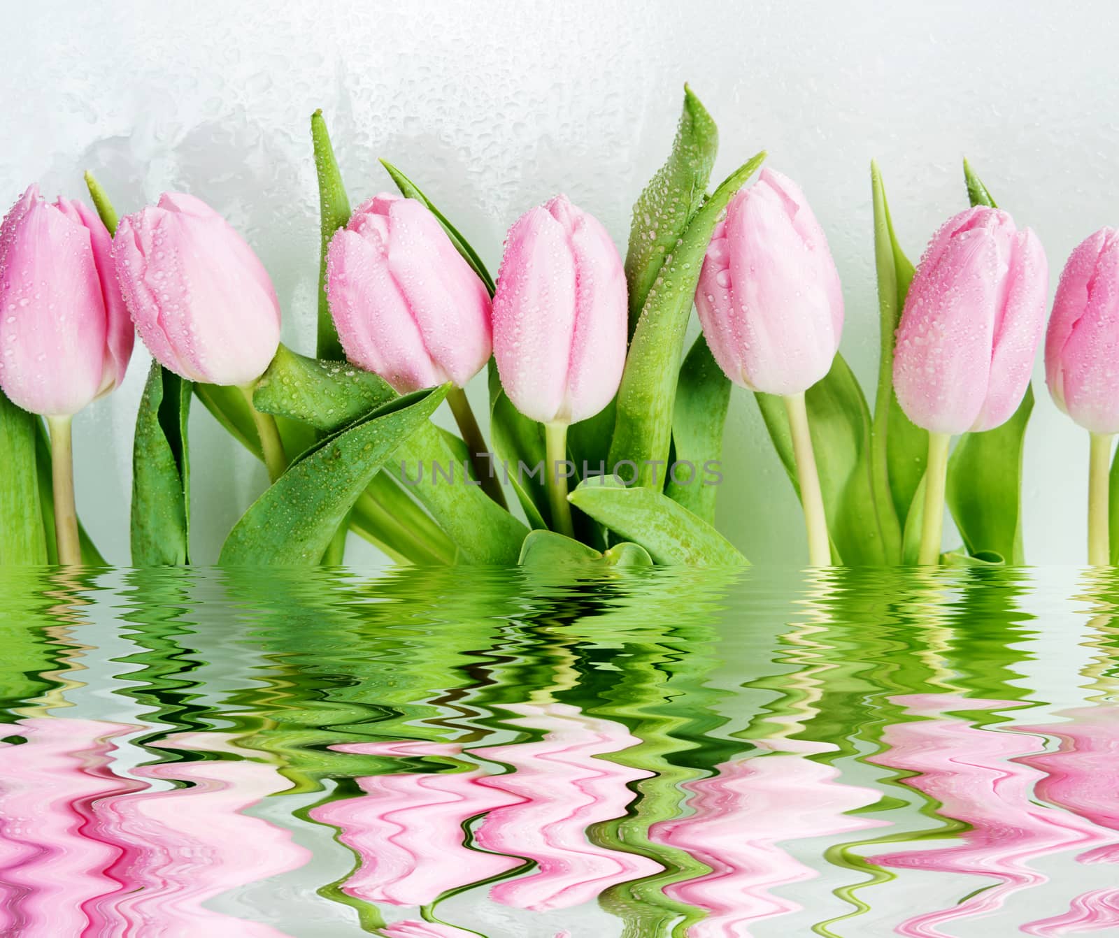 Border consisting of fresh pink tulips flowers covered with dew drops close-up on white background, reflected in a water surface with small waves