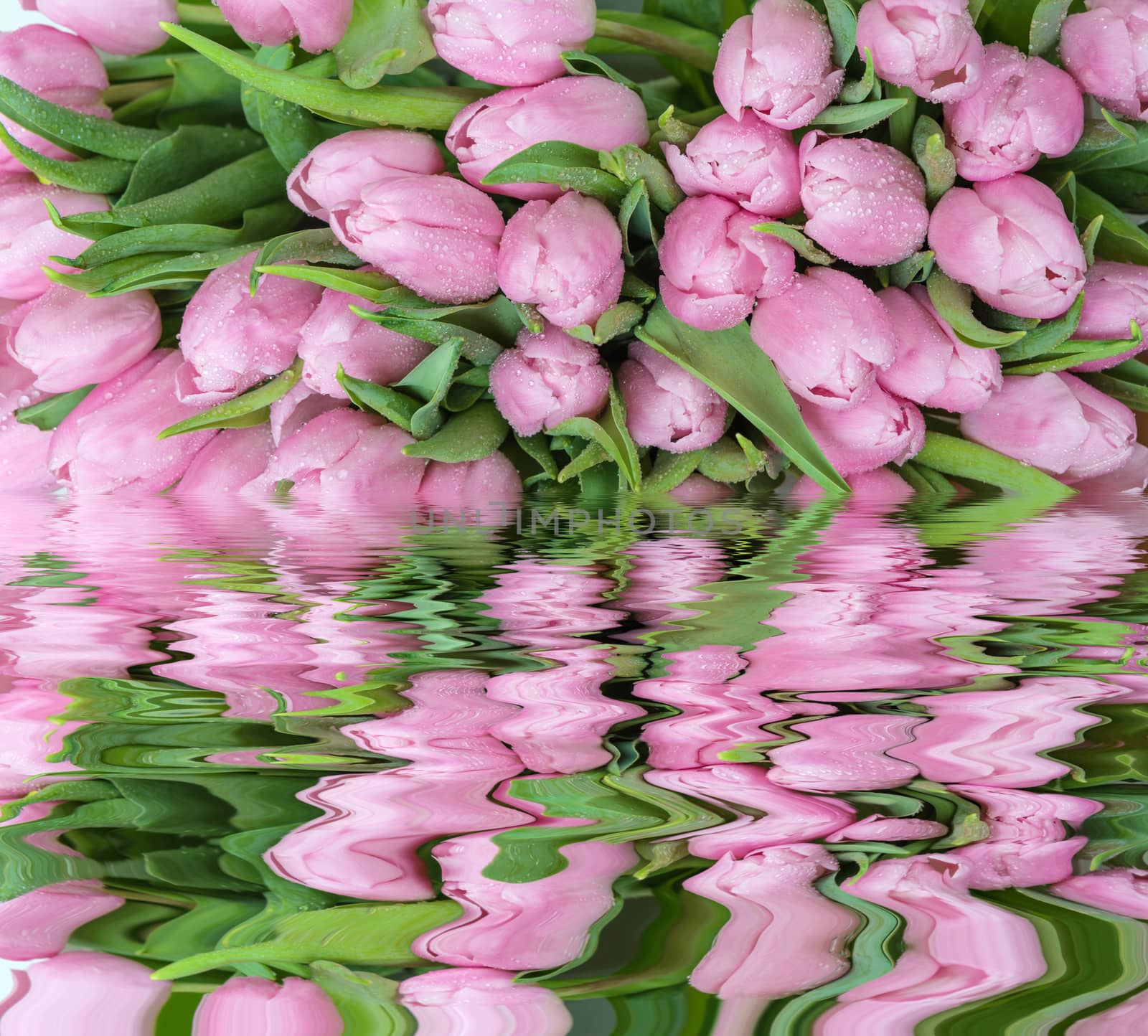 Bouquet of fresh pink tulips flowers covered with dew drops close-up reflected in a water surface with small waves