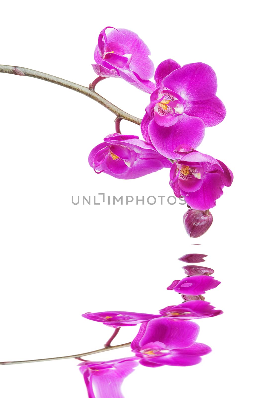 Beautiful pink orchid flowers close-up isolated on a white background reflected in a water surface with small waves