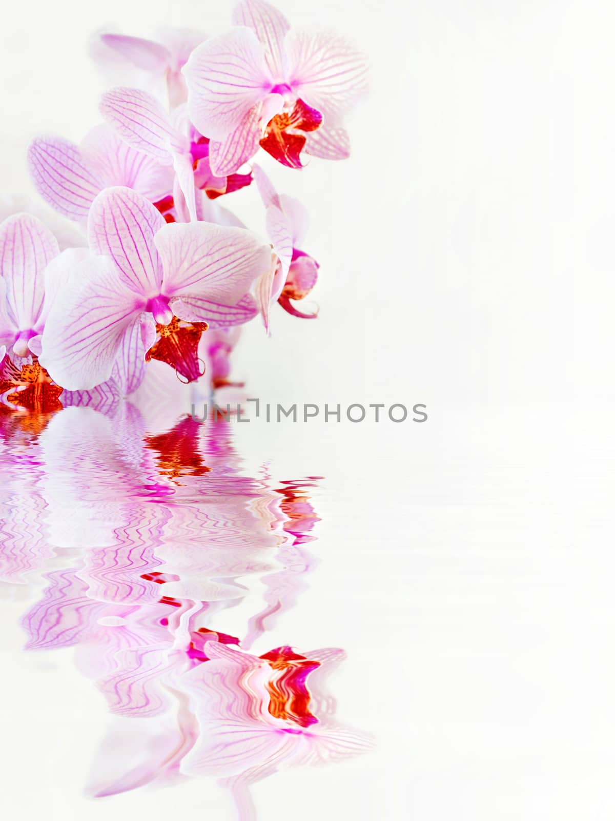 Beautiful Phalaenopsis orchid branch with striped white and pink flowers on white background reflected in a water surface with small waves, with space for text