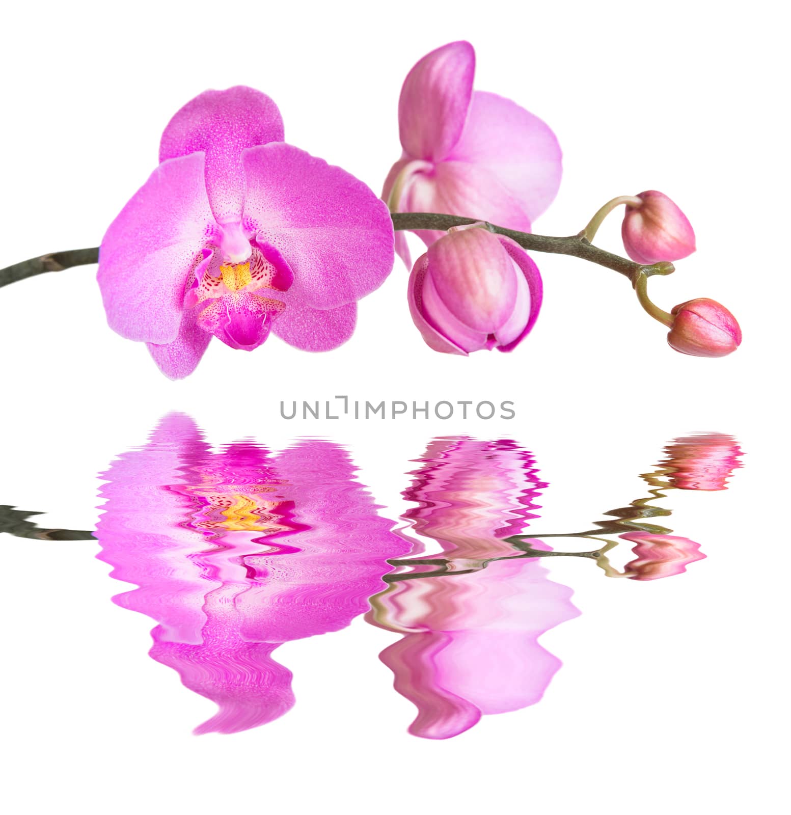 Purple phalaenopsis orchid flowes isolated on white background, close-up, reflected in a water surface with small waves