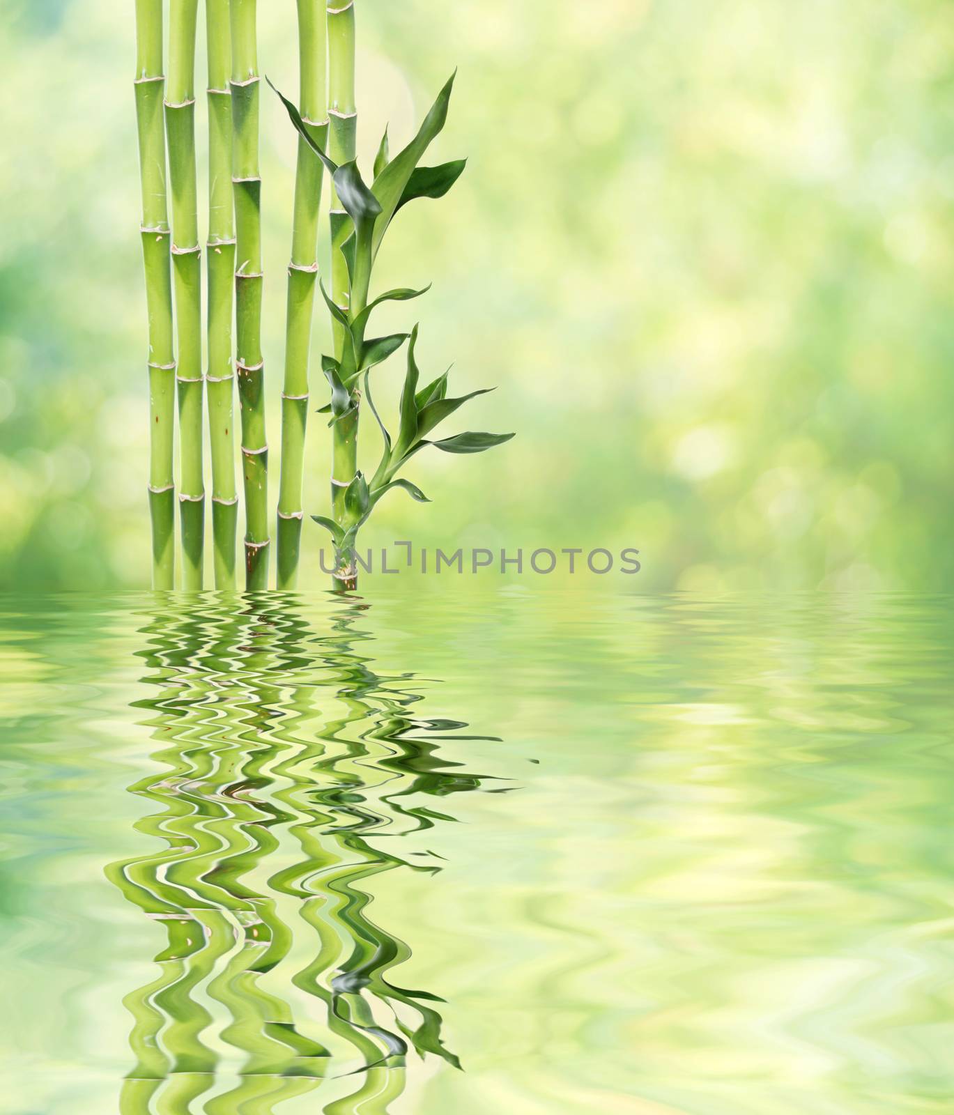 Lucky Bamboo on natural background reflected in a water surface  by Epitavi