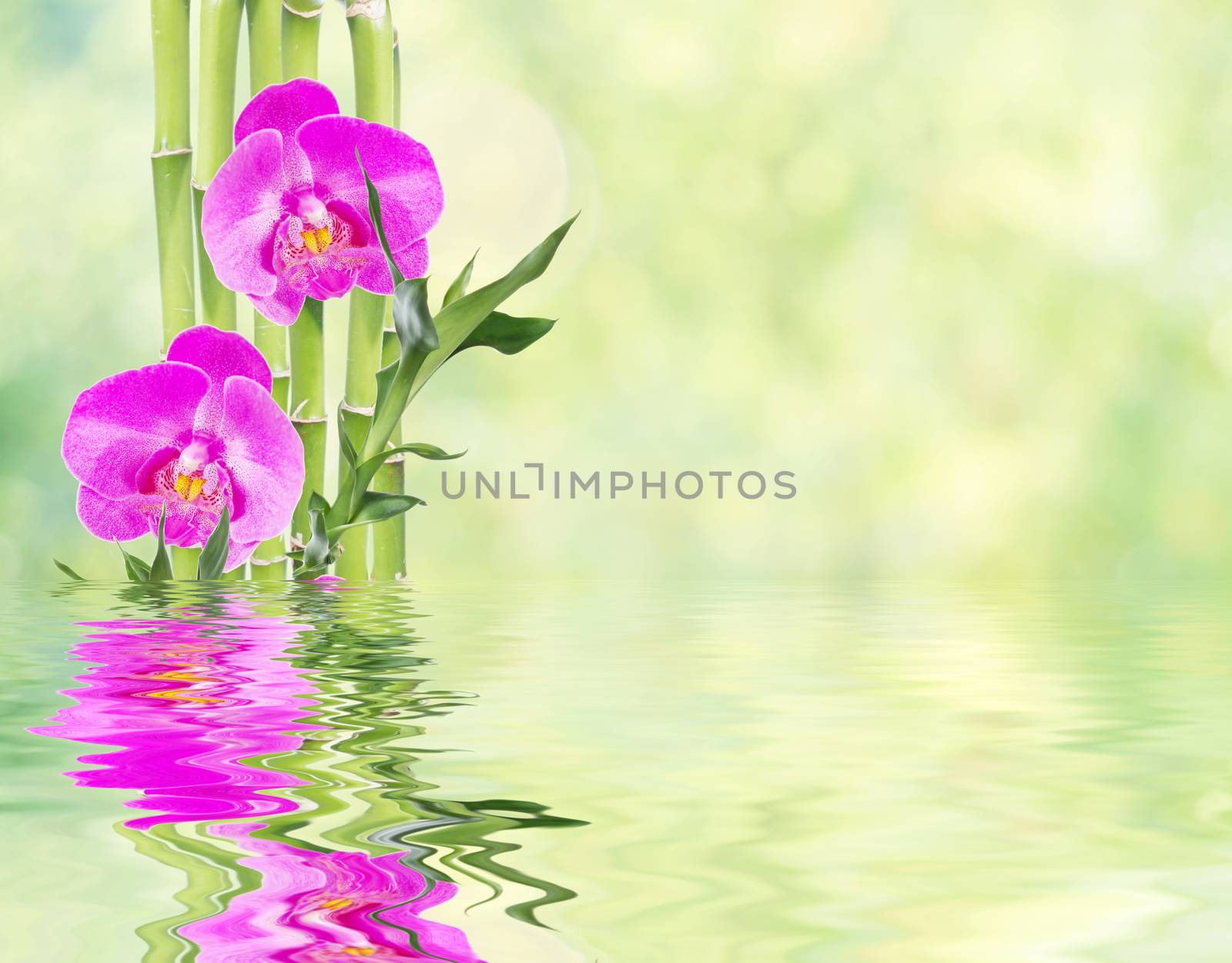 Lucky Bamboo and three orchid flower reflected in a water by Epitavi