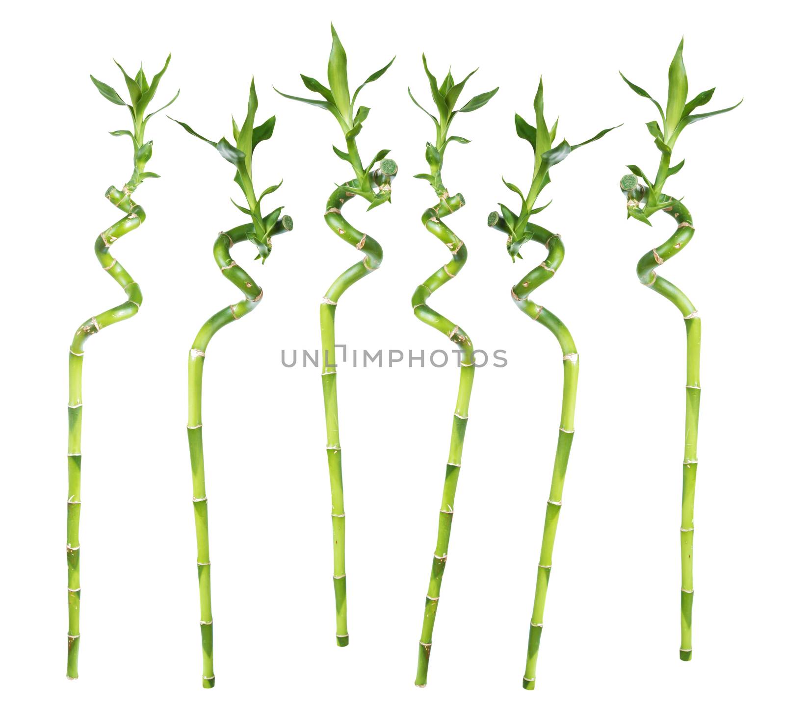 Set of separate stems of Lucky Bamboo (Dracaena Sanderiana) twisted in a spiral shape with green leaves, isolated on white background