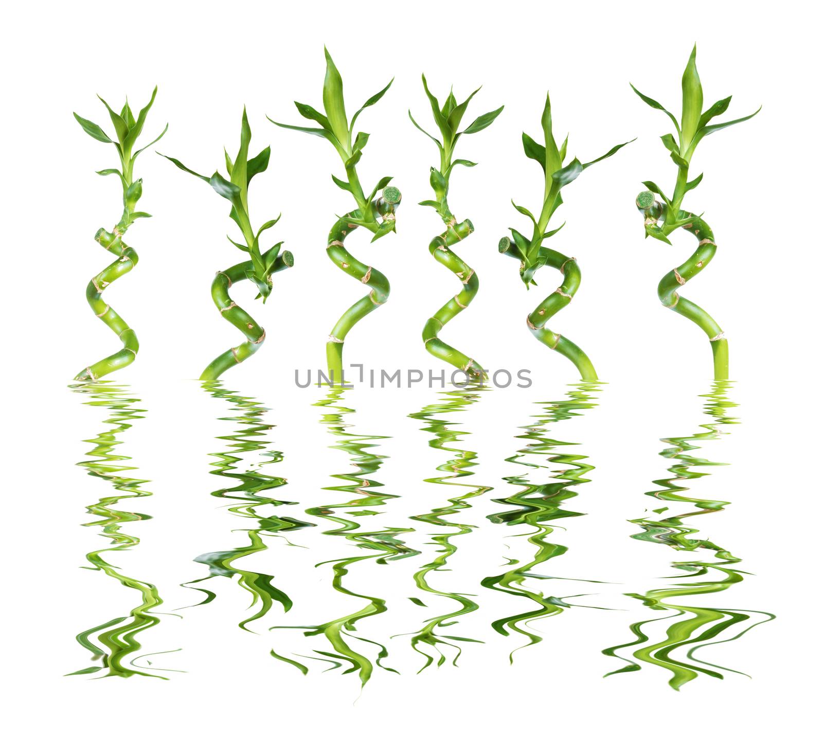 Set of separate stems of Lucky Bamboo (Dracaena Sanderiana) twisted in a spiral shape with green leaves, isolated on white background, reflected in a water surface with small waves
