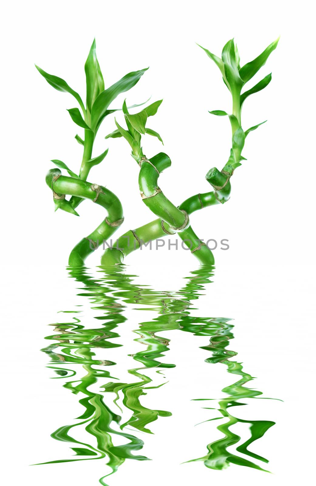 Lucky Bamboo (Dracaena Sanderiana) reflected in a water by Epitavi