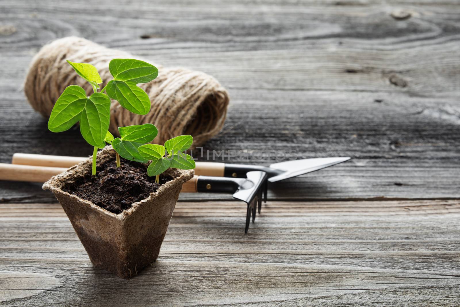 Seedlings in a peat pot by Epitavi