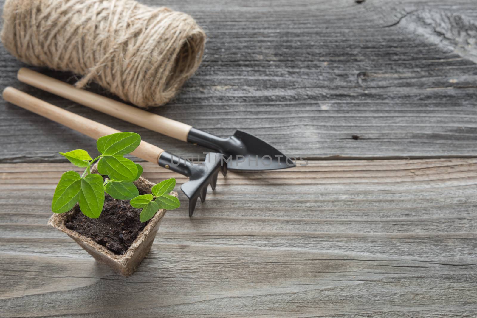 Seedlings in a peat pot by Epitavi