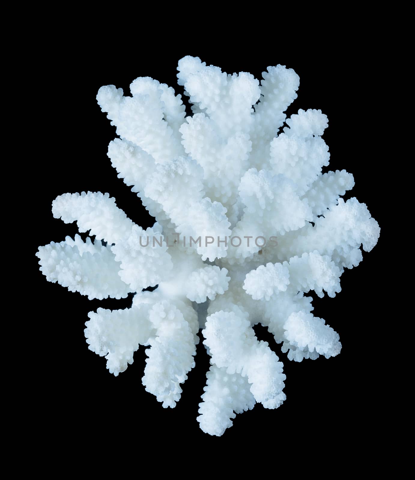 White coral isolated on a black background by Epitavi