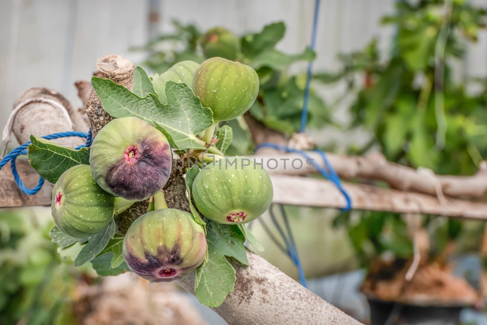 Fresh Figs fruit  hanging on the branch of tree