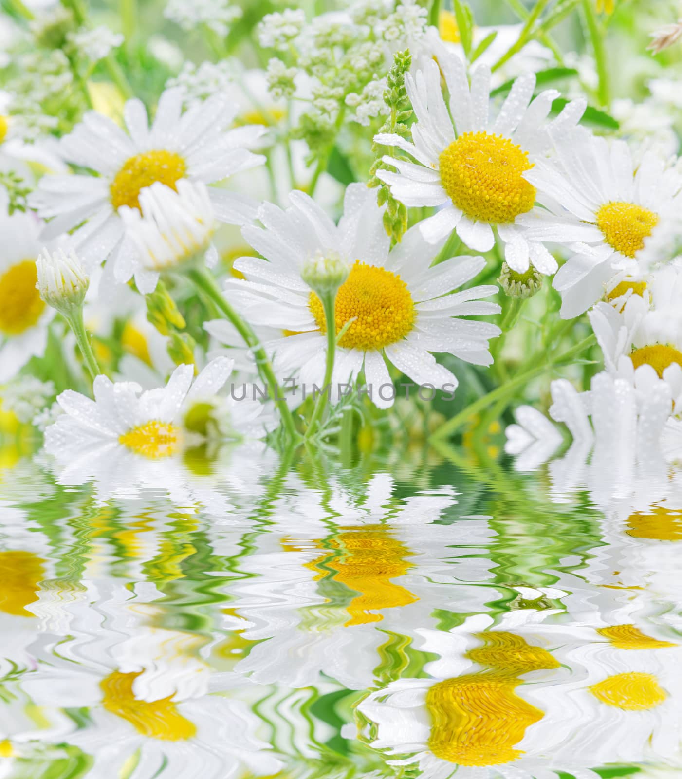 Bouquet of daisies covered dew drops closeup reflected in a water surface with small waves