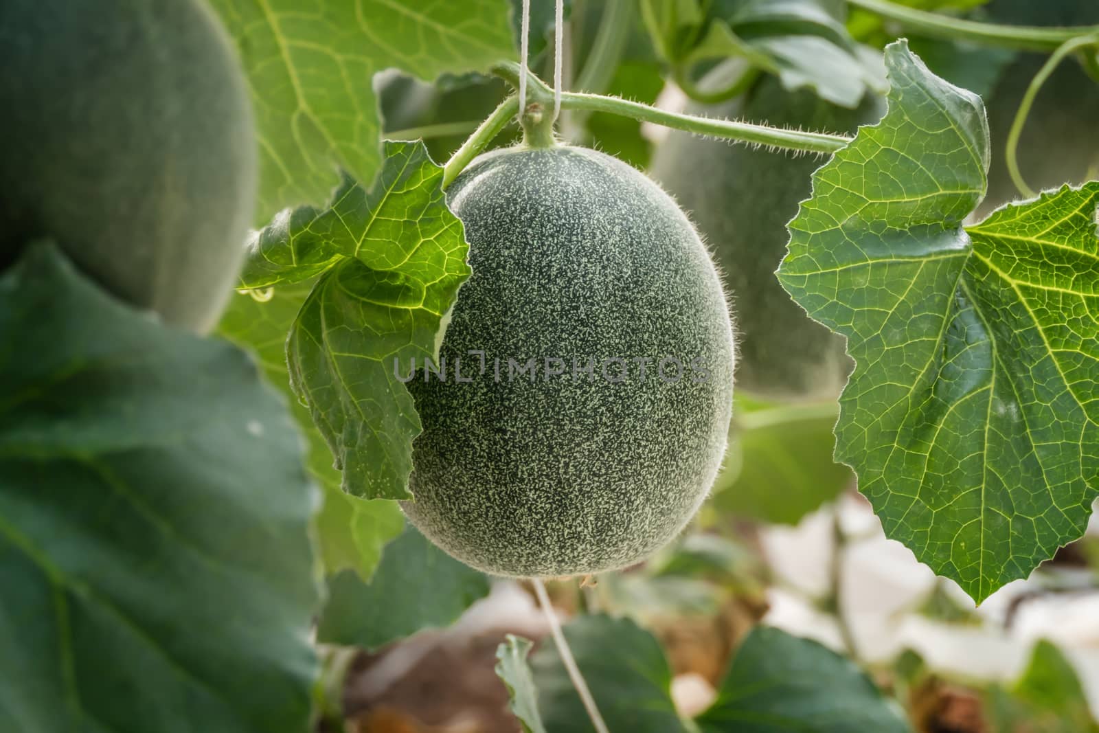 young sprout of green melon plants growing in greenhouse supported by string nets