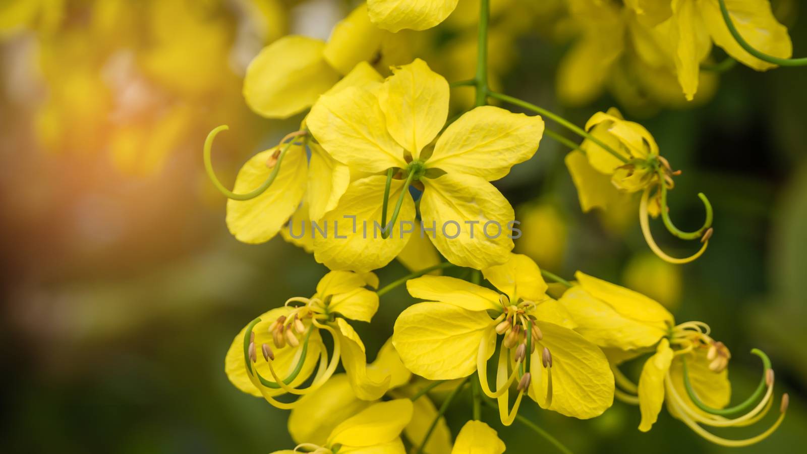 close up of Golden Shower Tree (Cassia fistula)