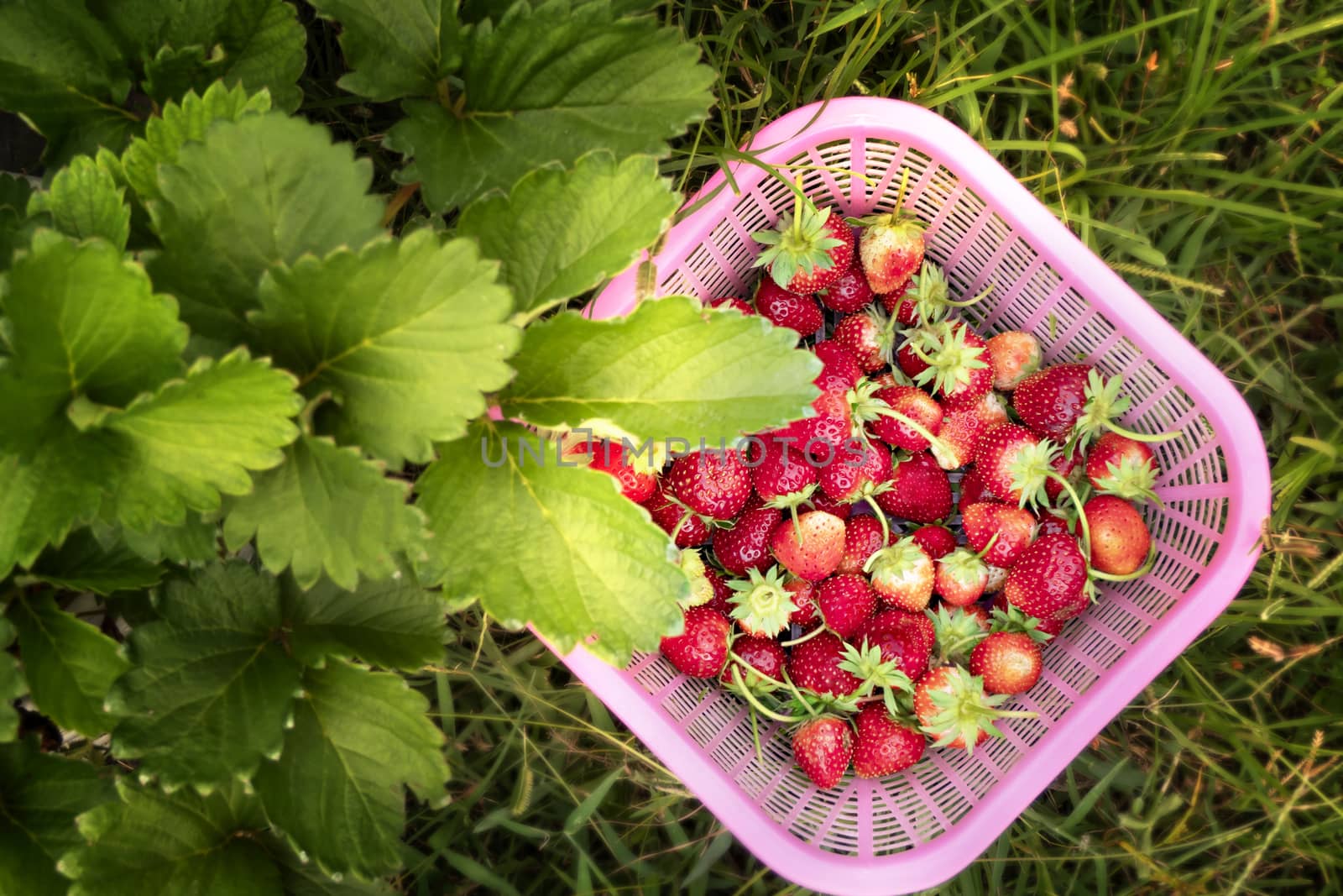 Top view of strawberries in basket on strawberry field