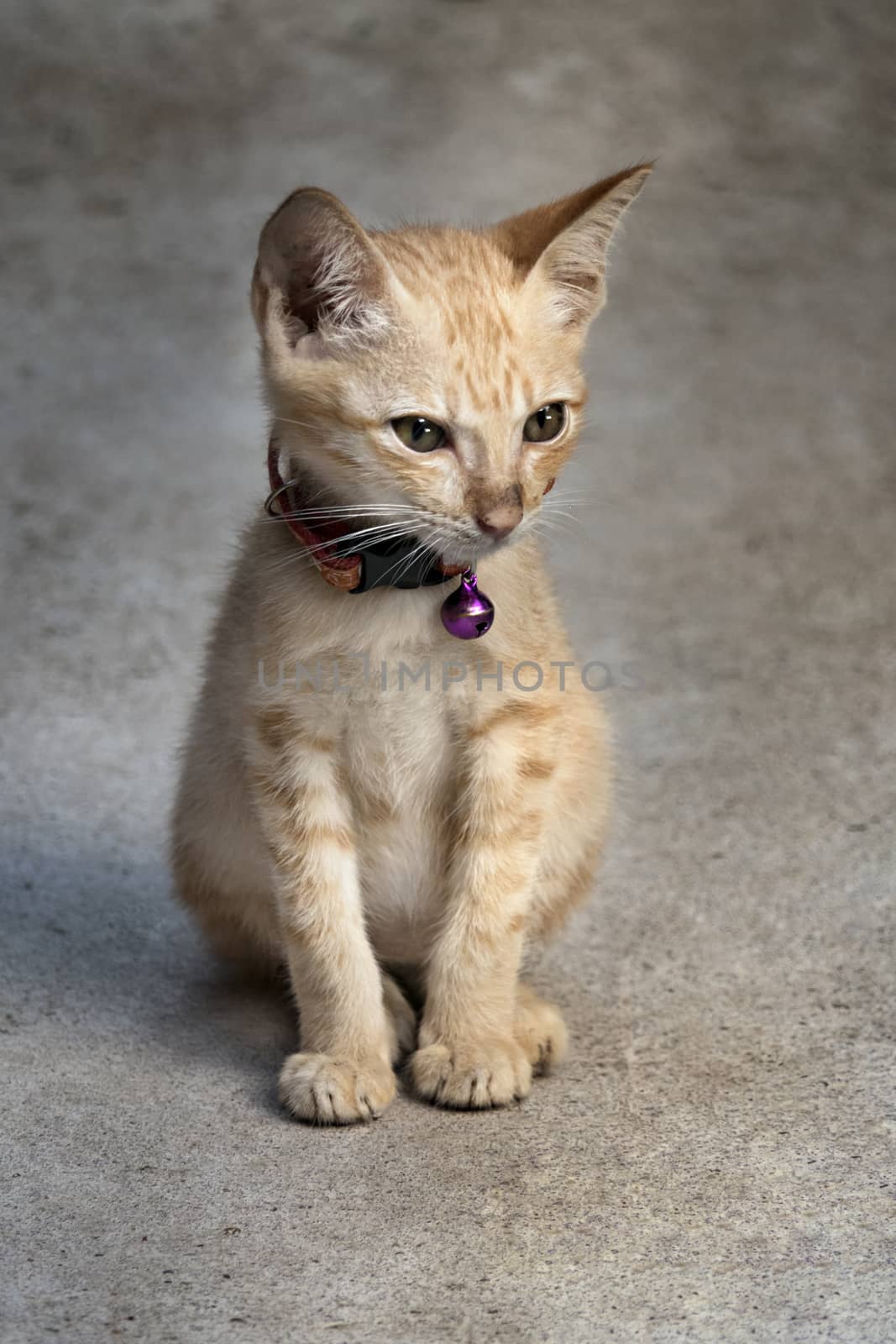 Portrait of kitten cat lying on the floor