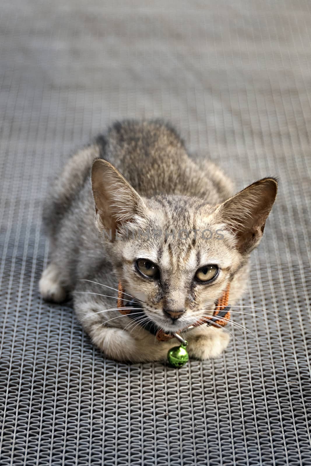 Portrait of kitten cat lying on the floor