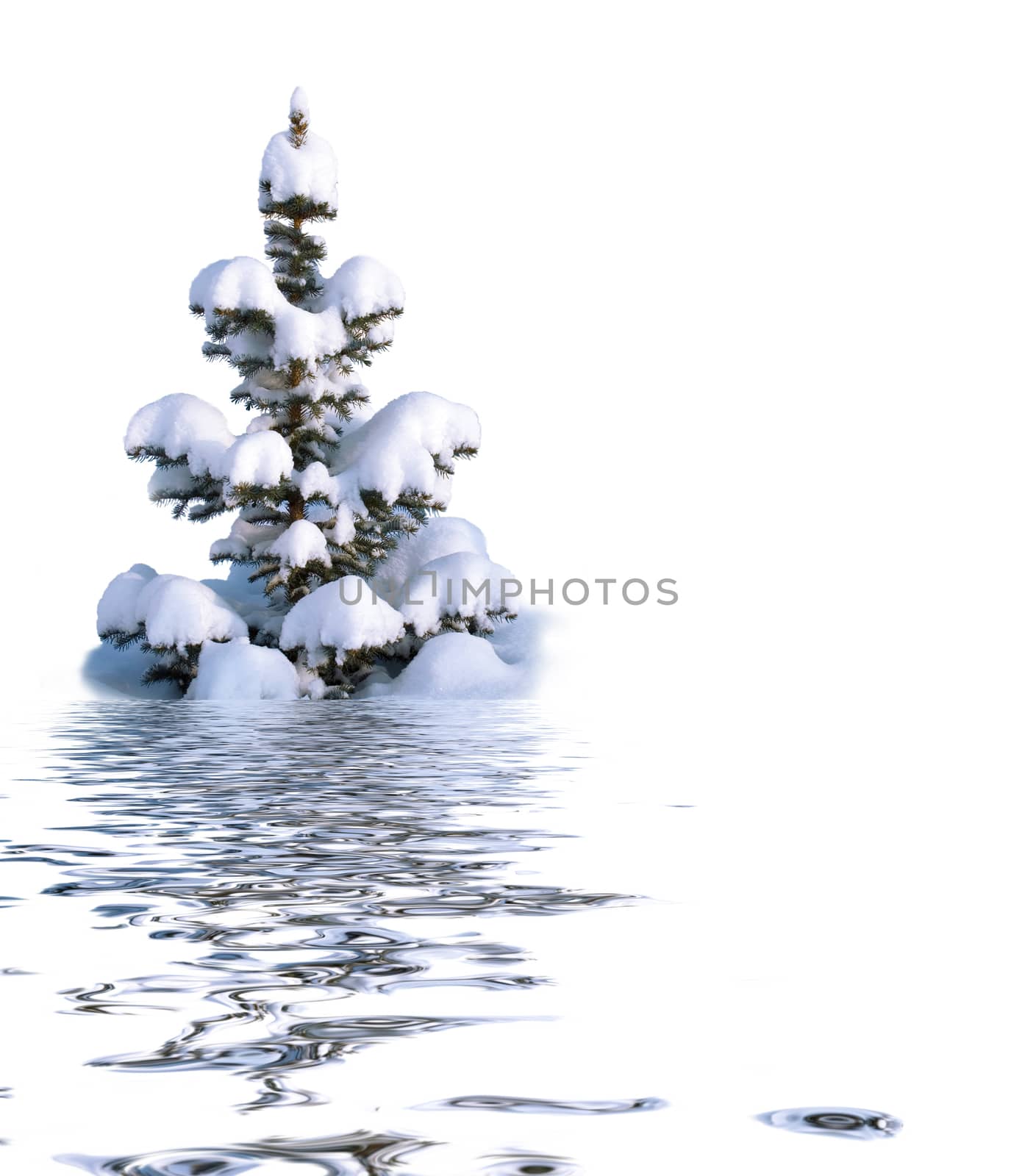 Christmas tree covered with fluffy snow reflected in the water surface with small waves isolated on white background, copy-space
