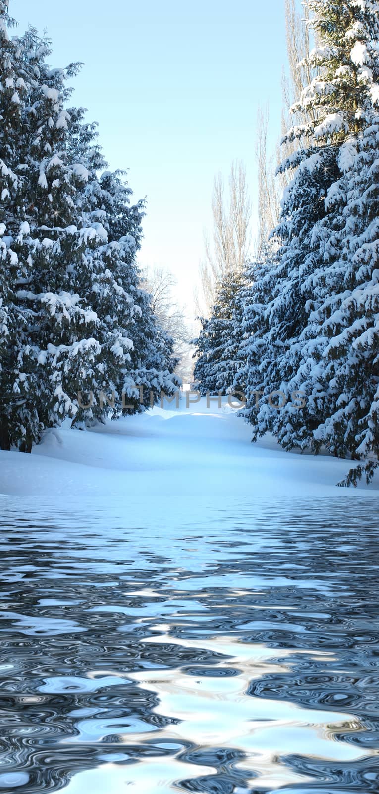Snow-covered spruce alley on a sunny winter day reflected in the water surface with small waves