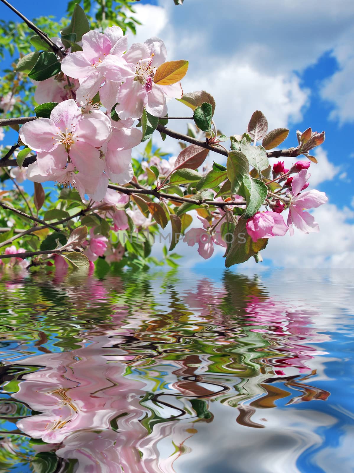 Pink flowers of apple trees against a blue sky reflected in the water surface with small waves