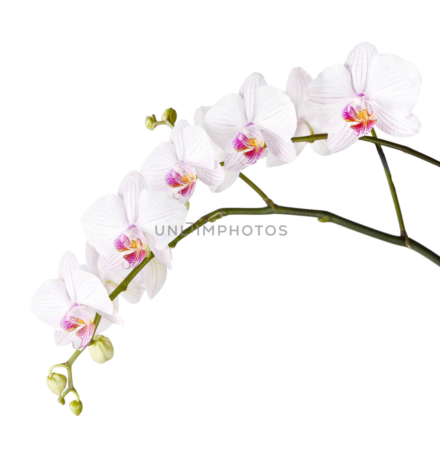 Long branch of white orchids phalaenopsis isolated on a white background