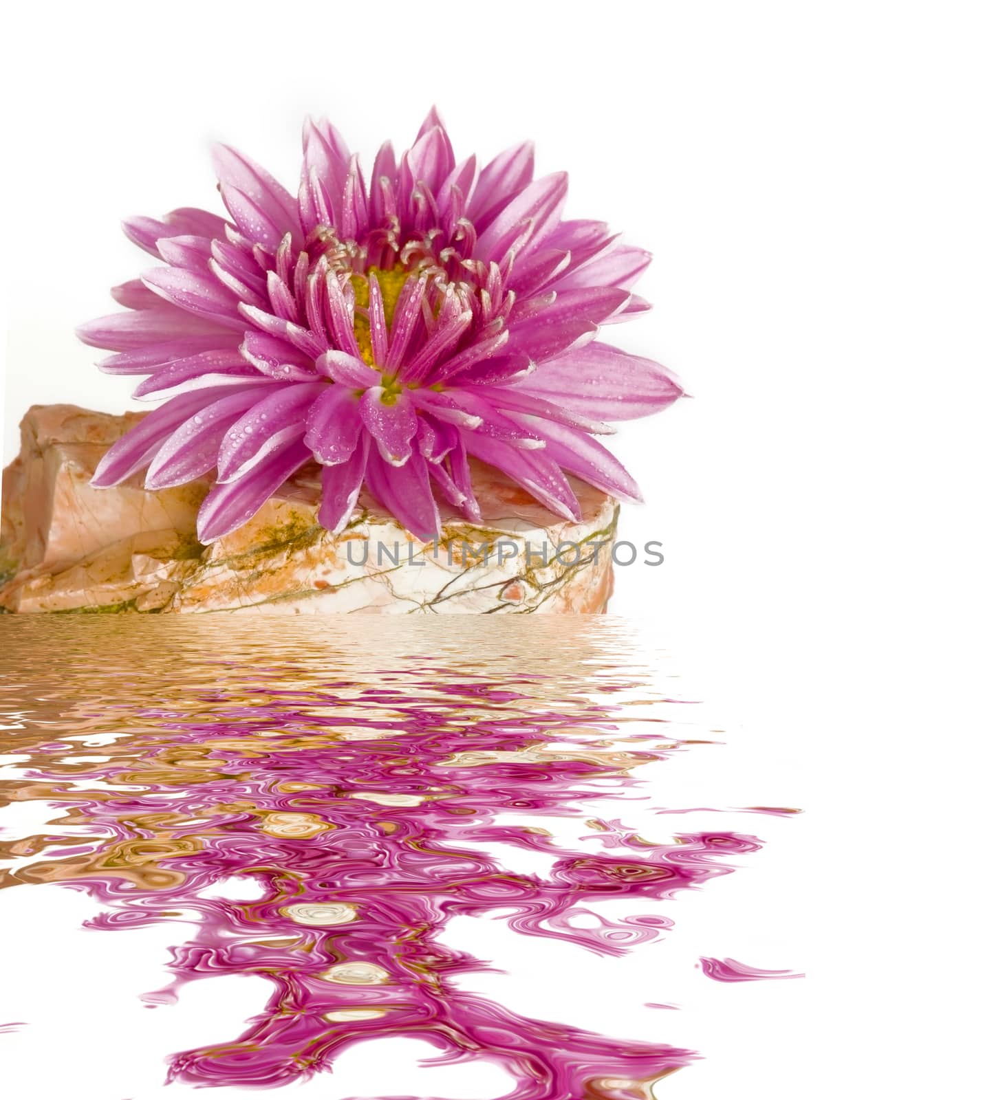 Pink chrysanthemum flower is on the jasper stone isolated on white background, reflected in the water surface with small waves