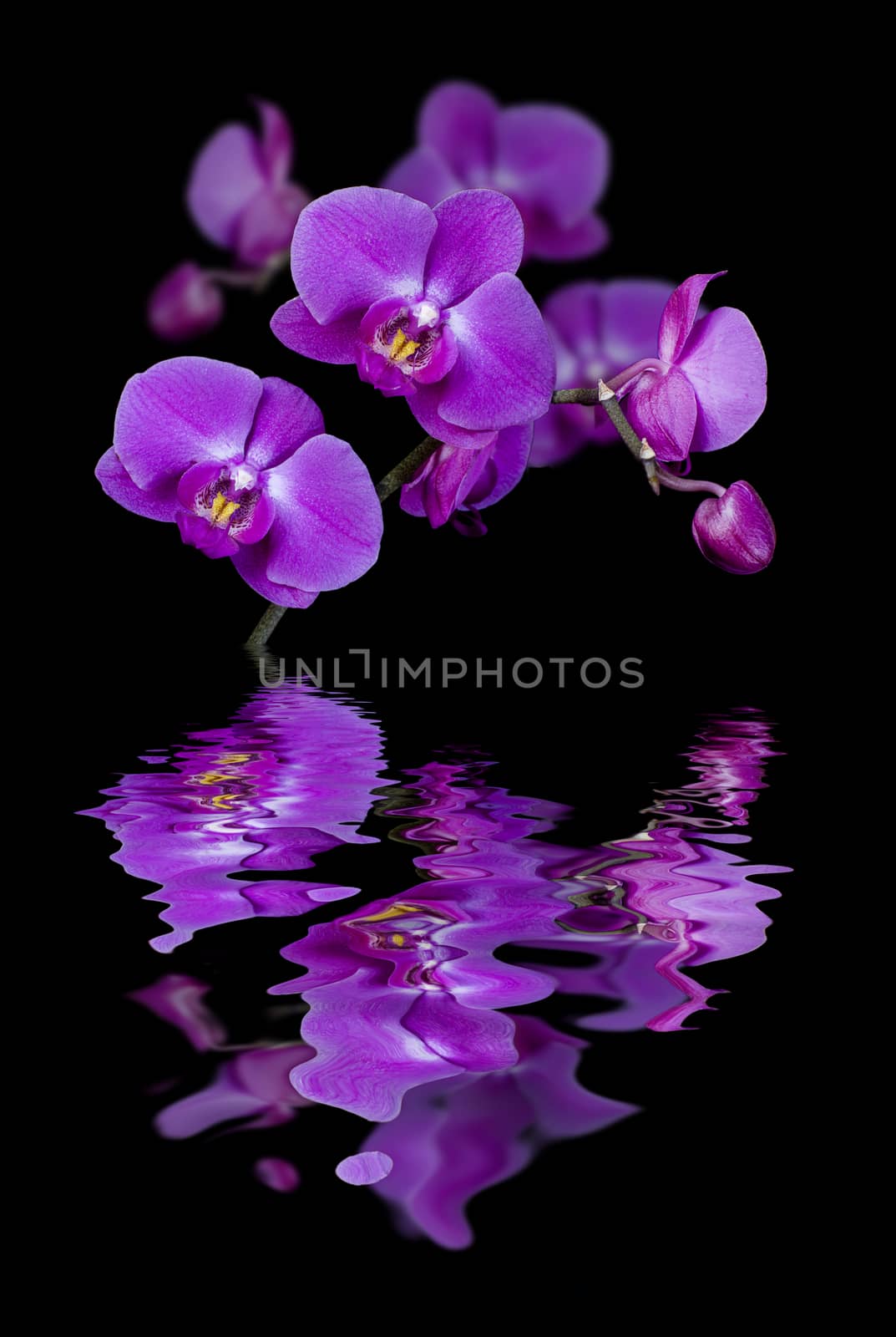 Twig of blossoming orchids isolated on a black background reflected in the water surface with small waves