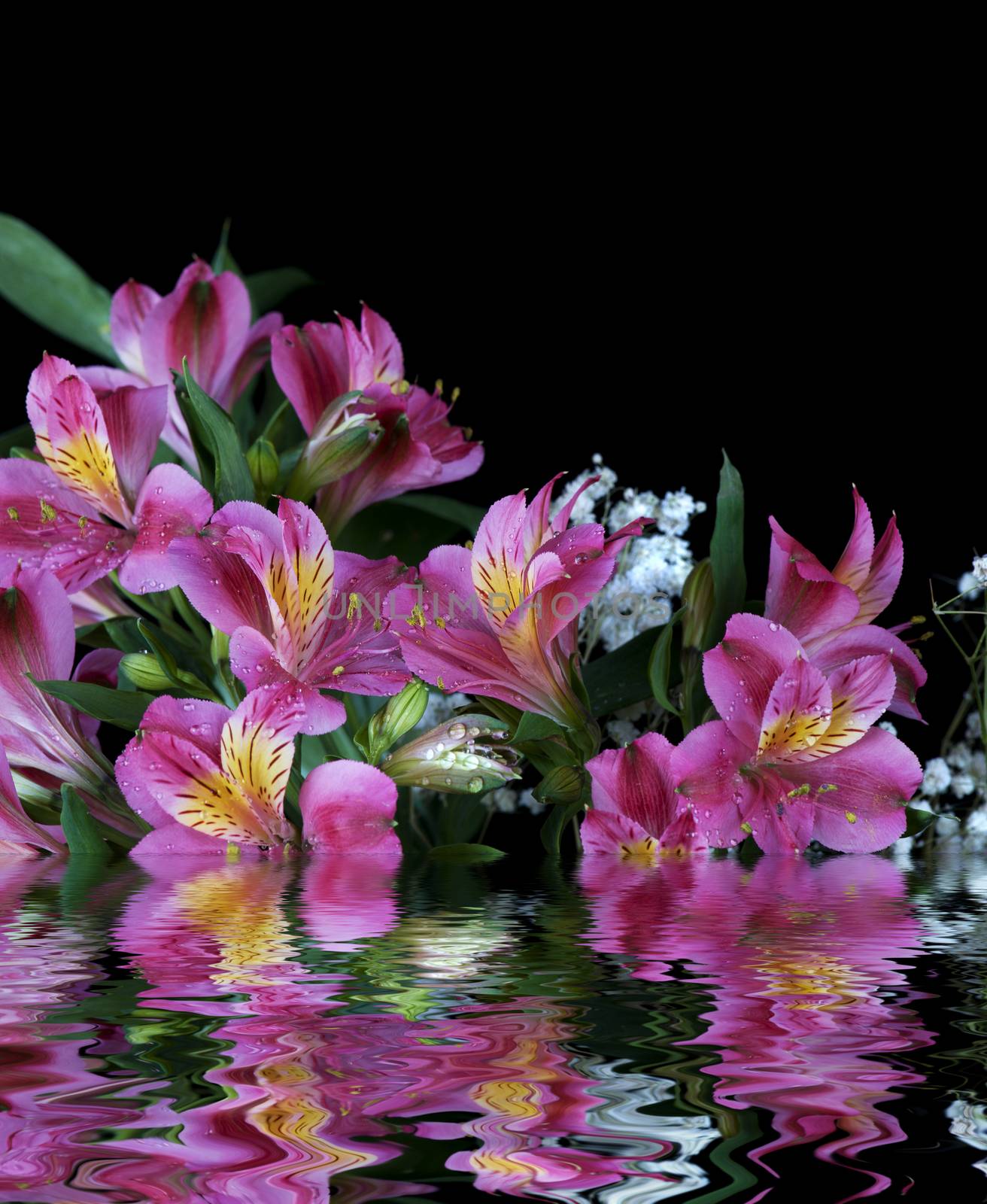 Alstroemeria flowers covered with dew drops isolated on a black background reflected in the water surface with small waves