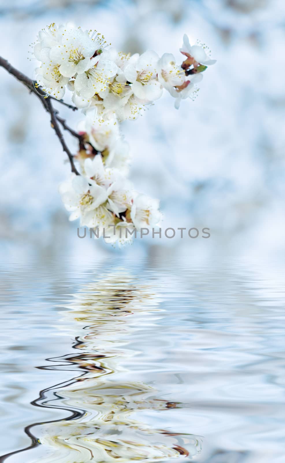 White cherry flowers covered with dew drops against the blue sky reflected in the water surface with small waves