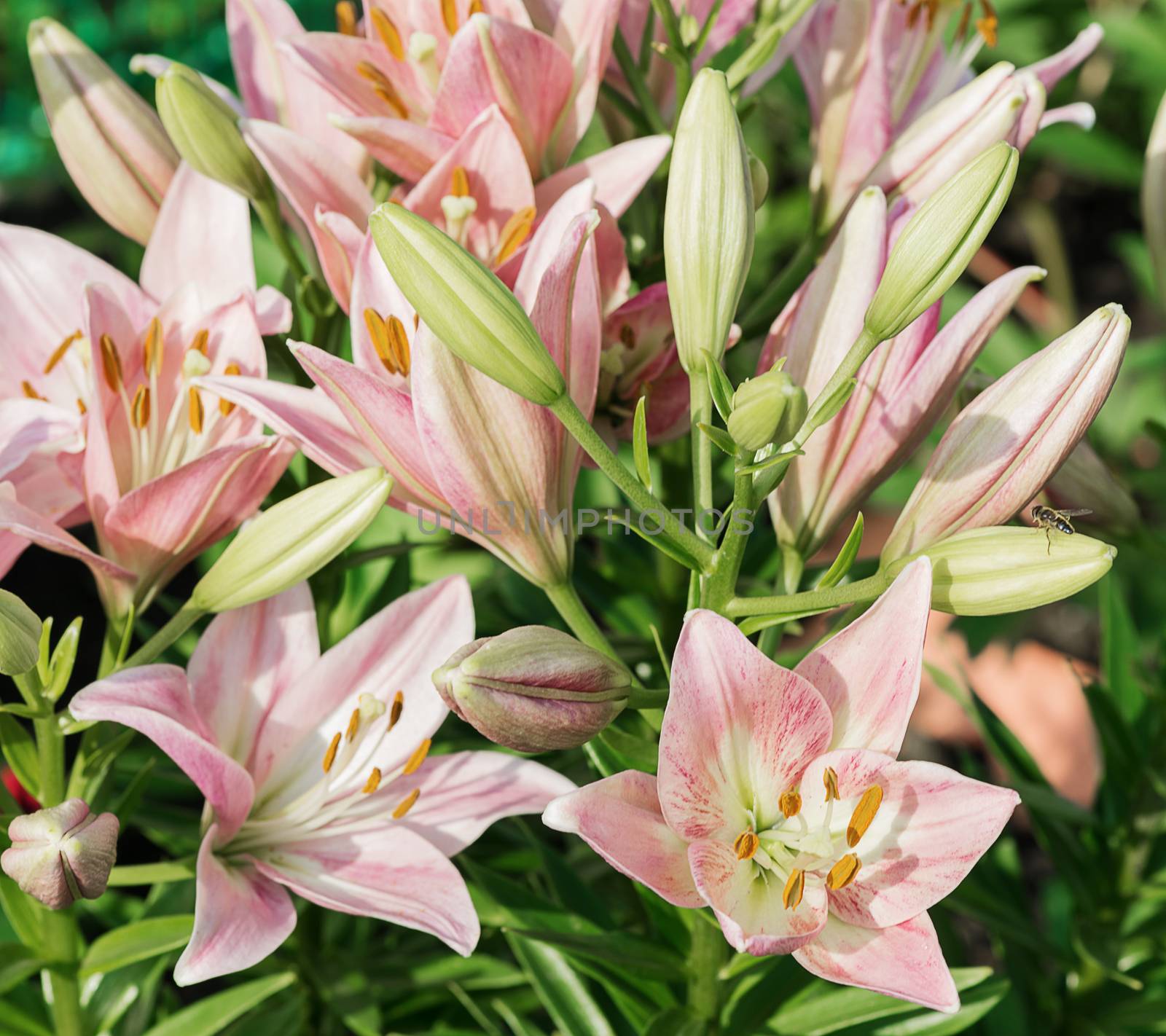 Many large flowers of beautiful pink lilies outdoors close-up