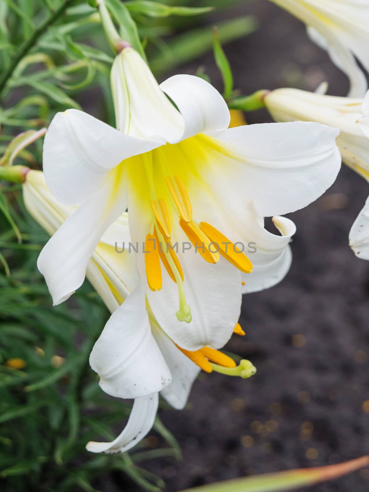 Beautiful white lilies by Epitavi