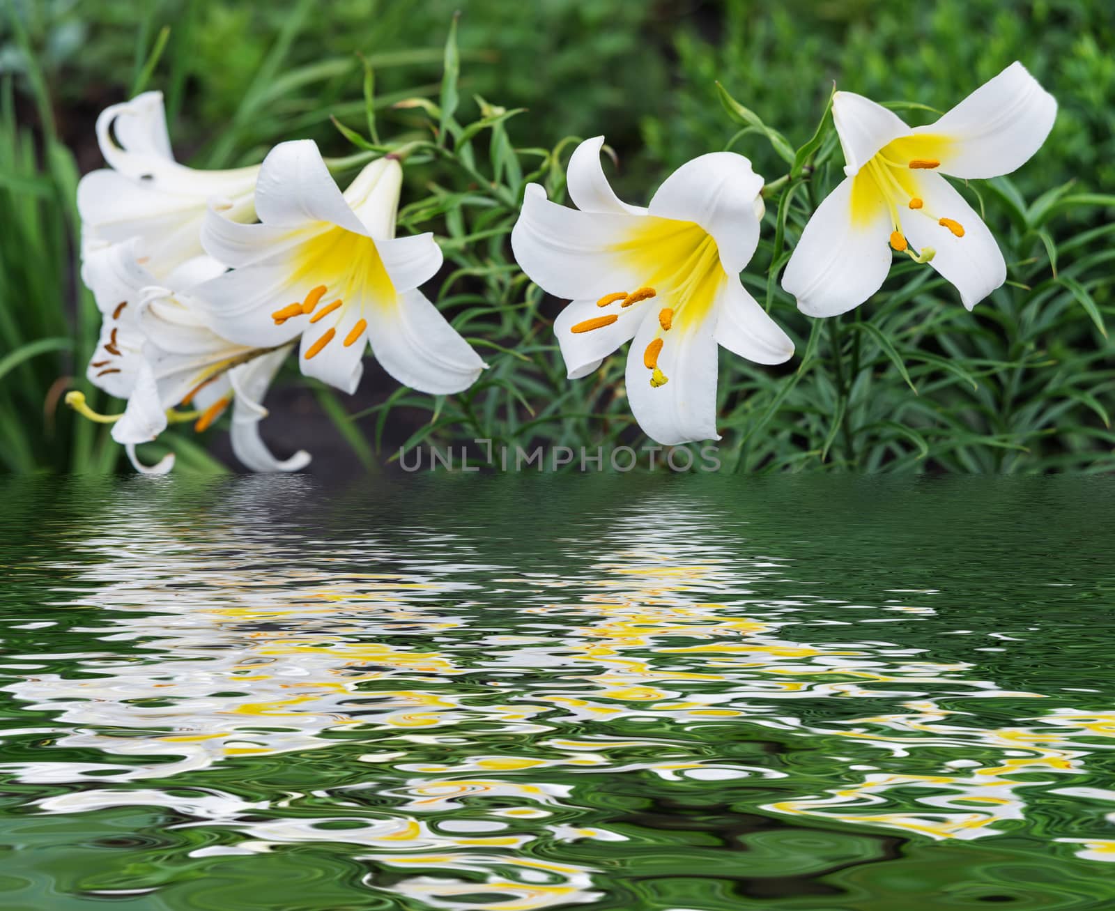 Several large flowers of beautiful white tubular lilies outdoors reflected in a water surface with small waves