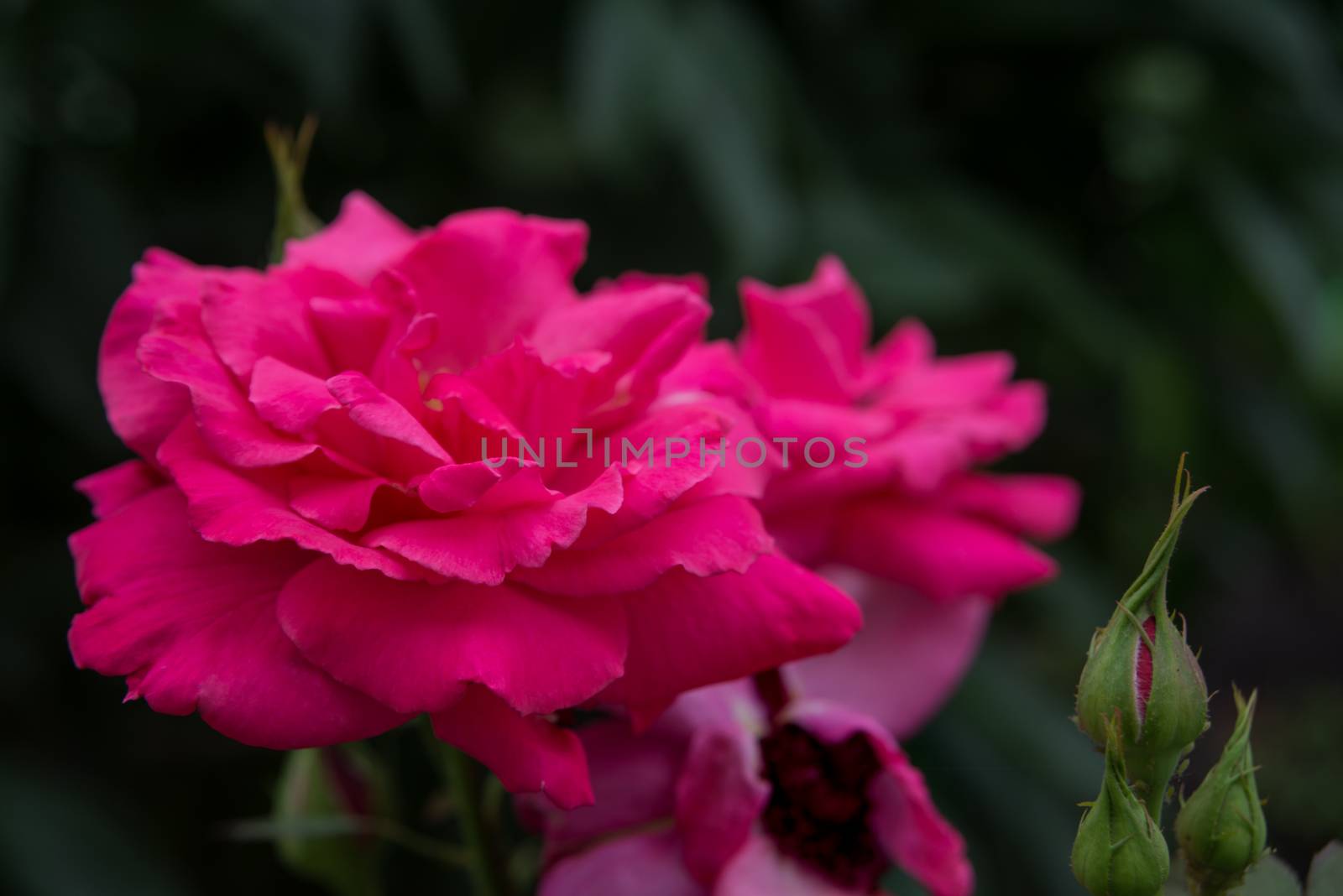 Beautiful big pink roses outdoors close-up on a dark background