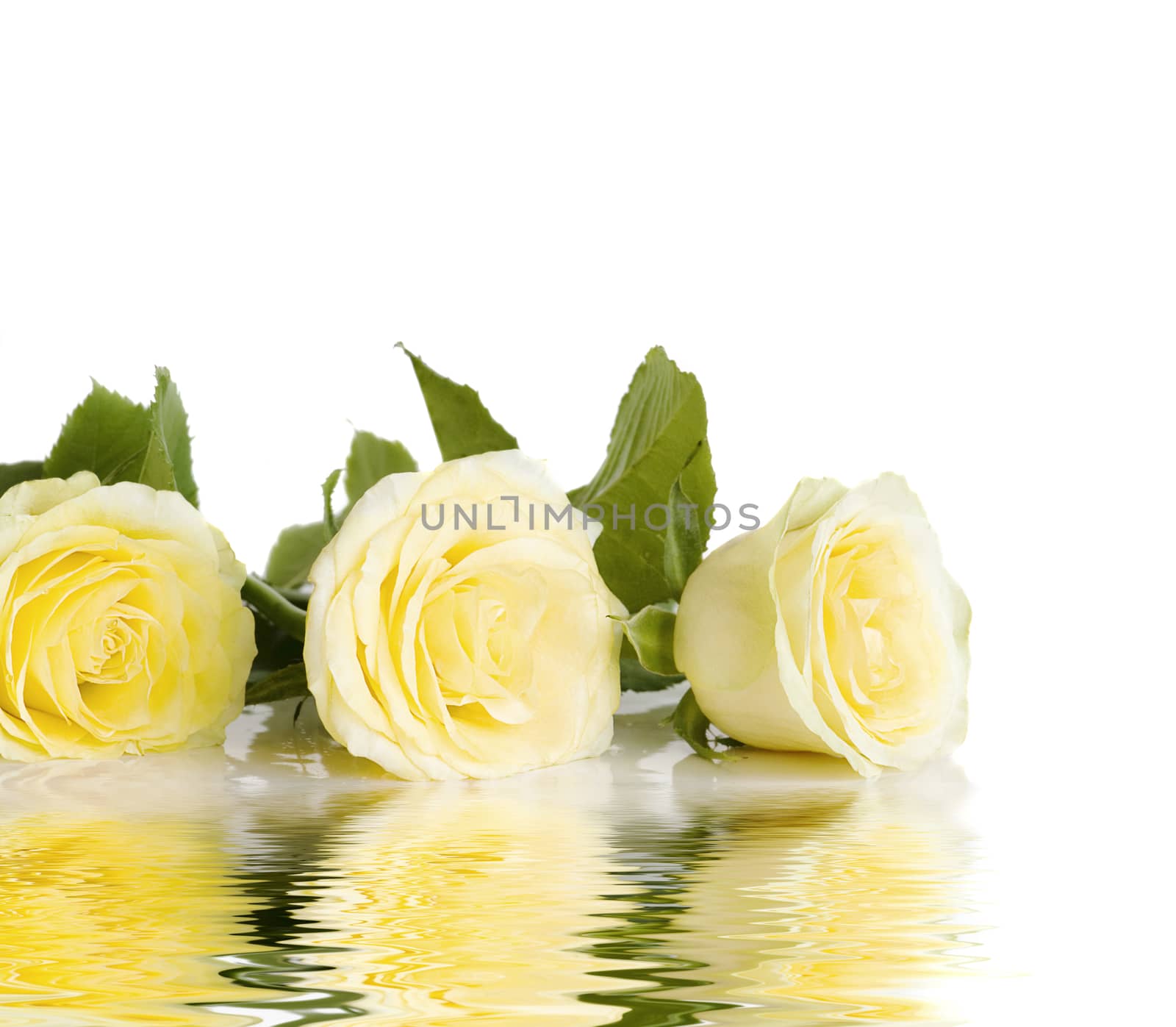 Three yellow roses by Epitavi