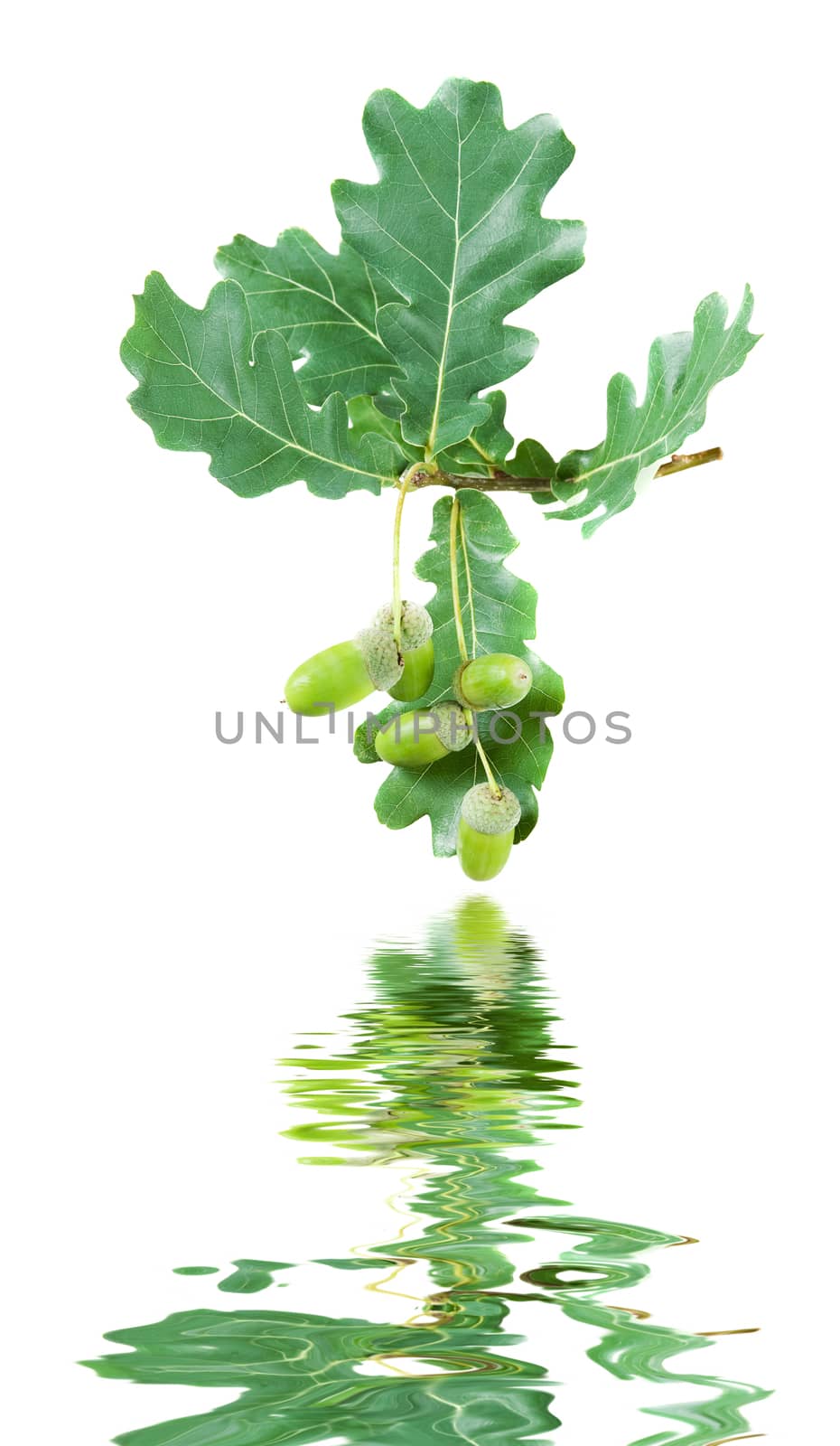 Oak branch with green leaves and acorns isolated on a white background reflected in the water surface with small waves