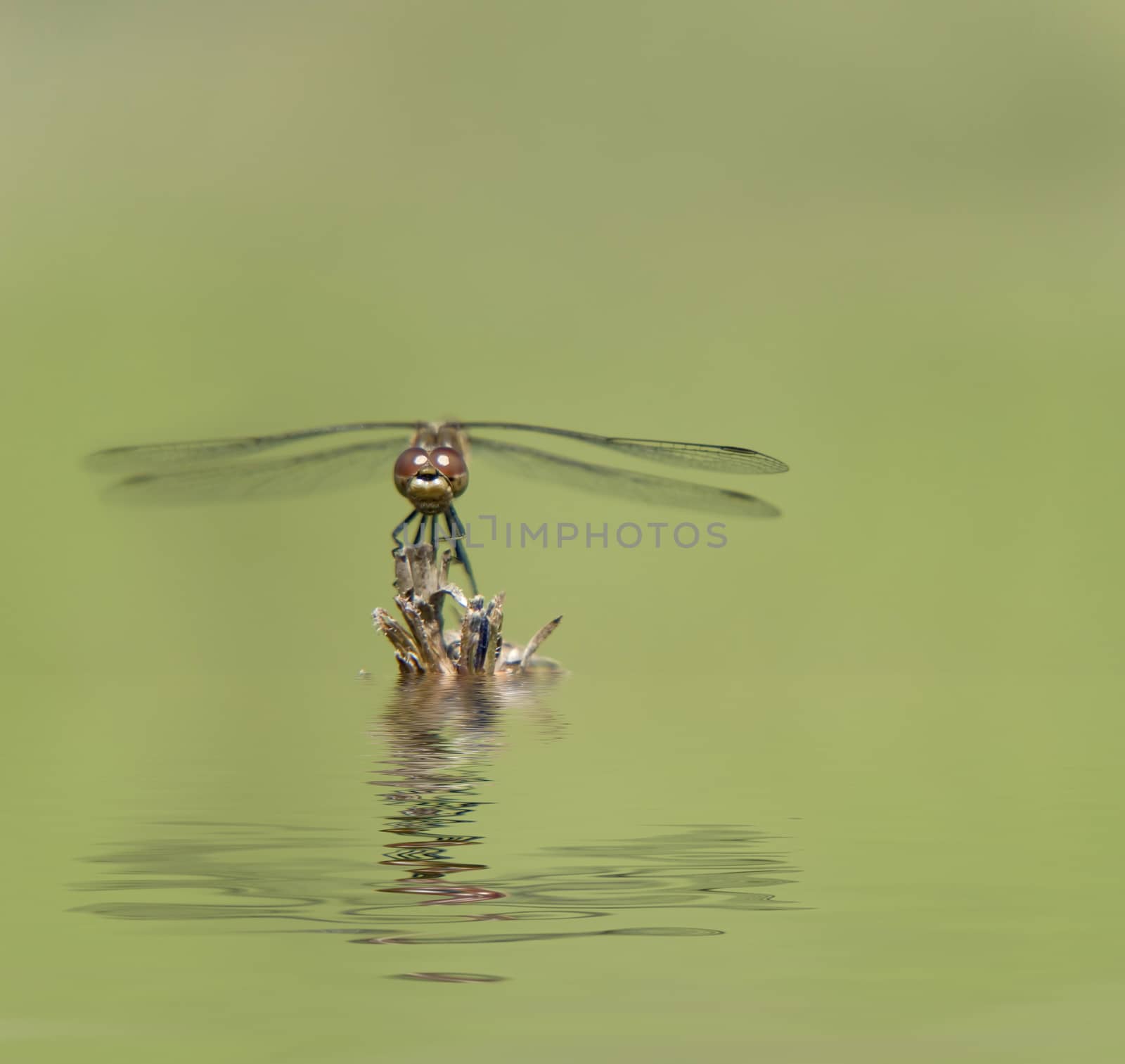 Dragonfly on a dry branch reflected in the water surface with small waves
