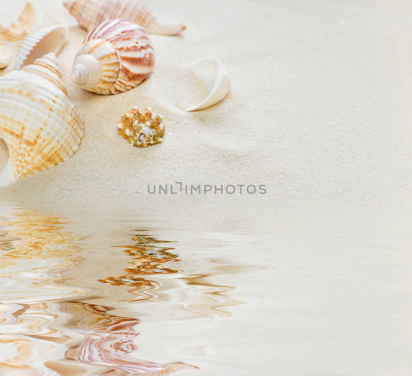 Several clams  on the background of sea sand reflected in the water surface with small waves