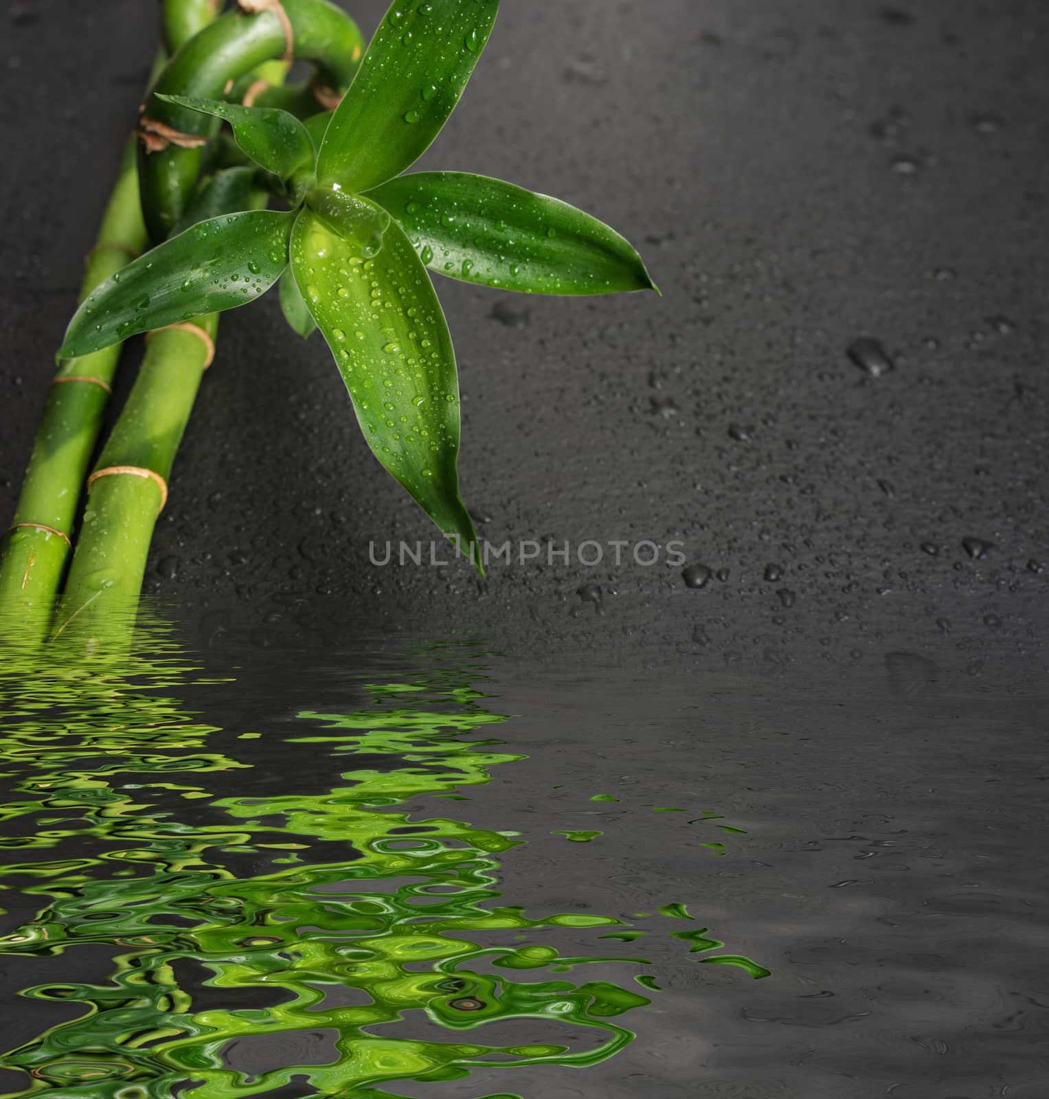 Green bamboo sprout and stems covered with water drops on a black background reflected in the water surface with small waves, with plase for text