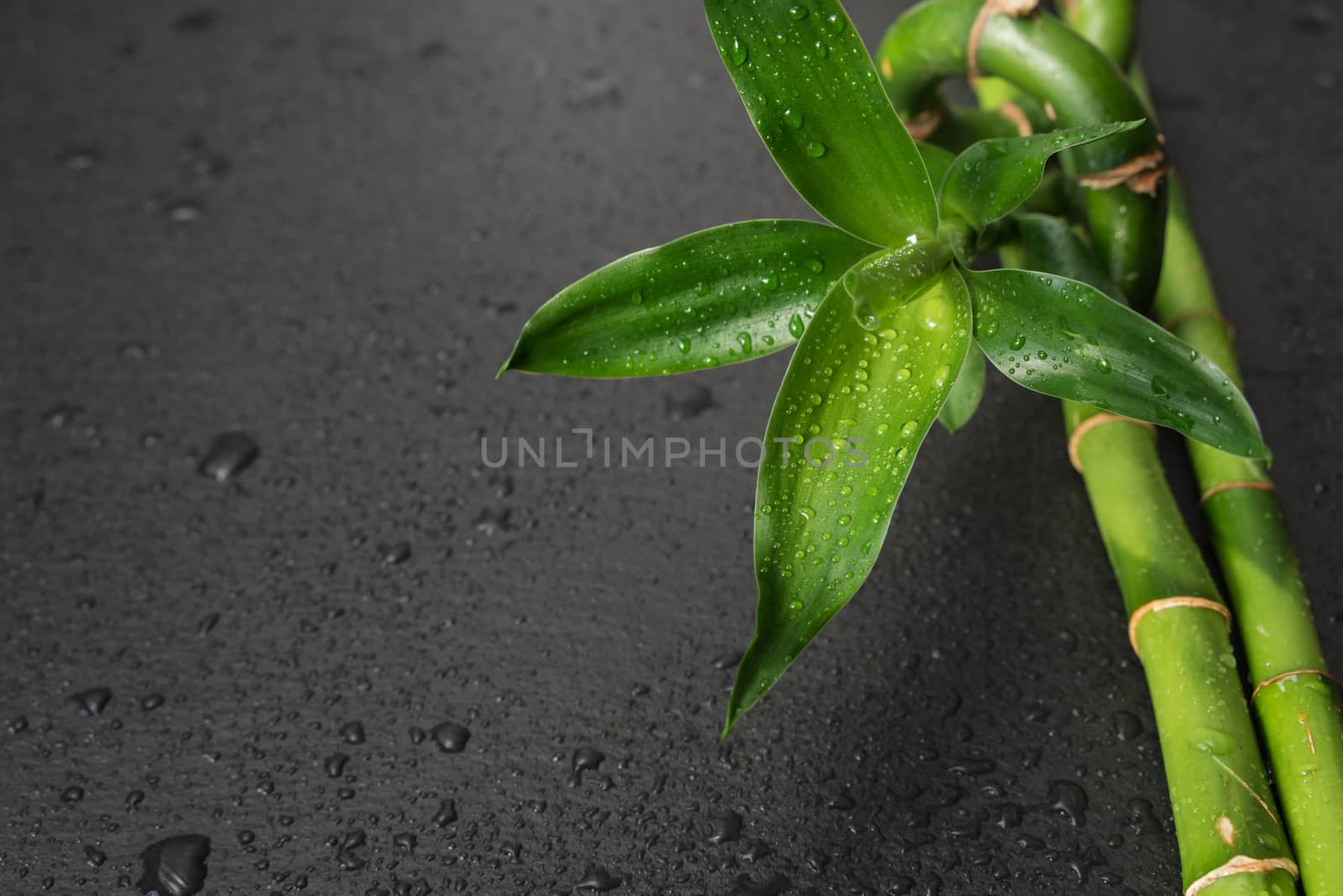 Green bamboo sprout and stems covered with water drops on a black background with plase for text