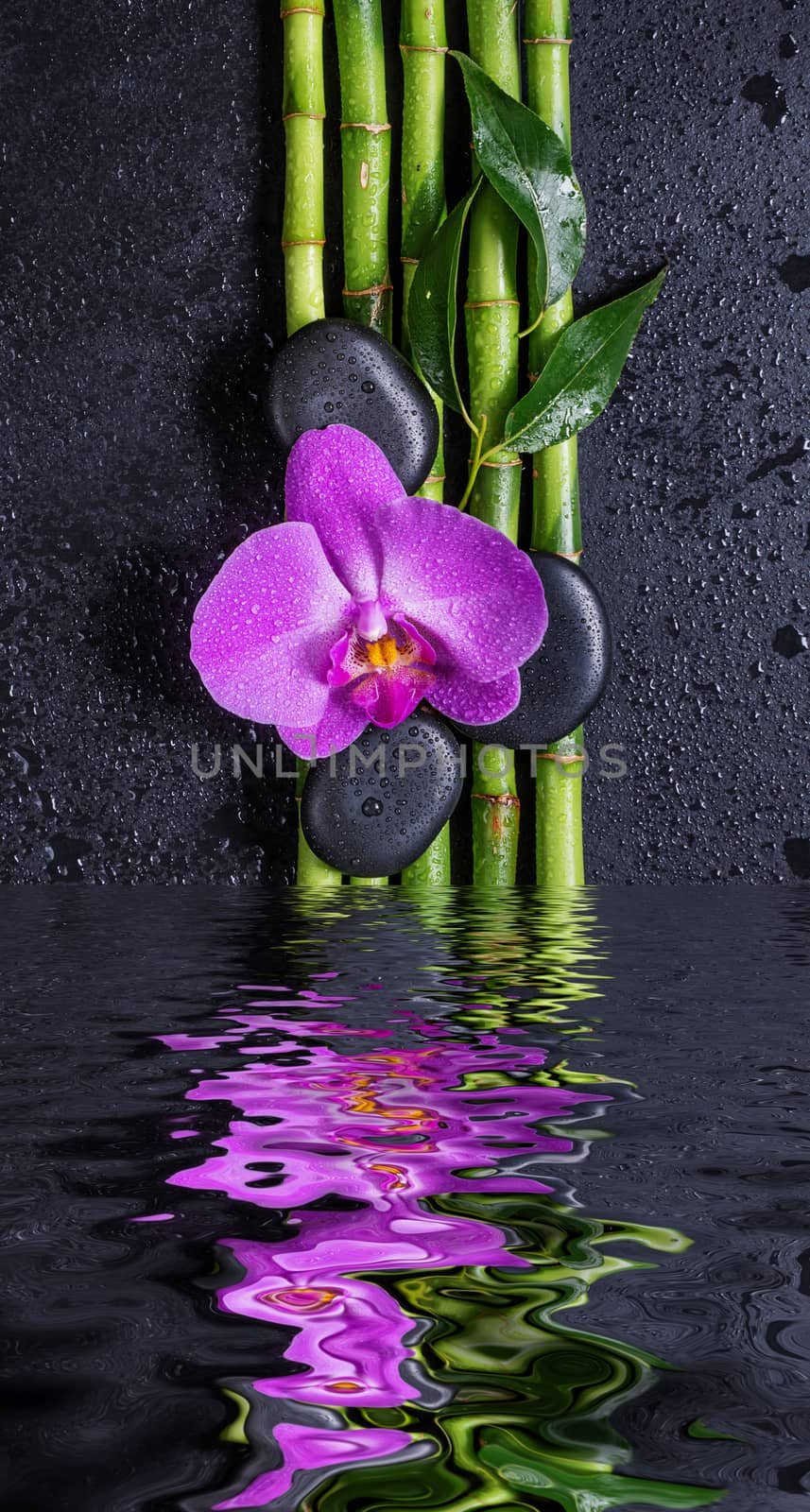 Spa concept with black basalt massage stones, pink orchid flower and a few stems of Lucky bamboo covered with water drops on a black background, reflected in the water surface with small waves