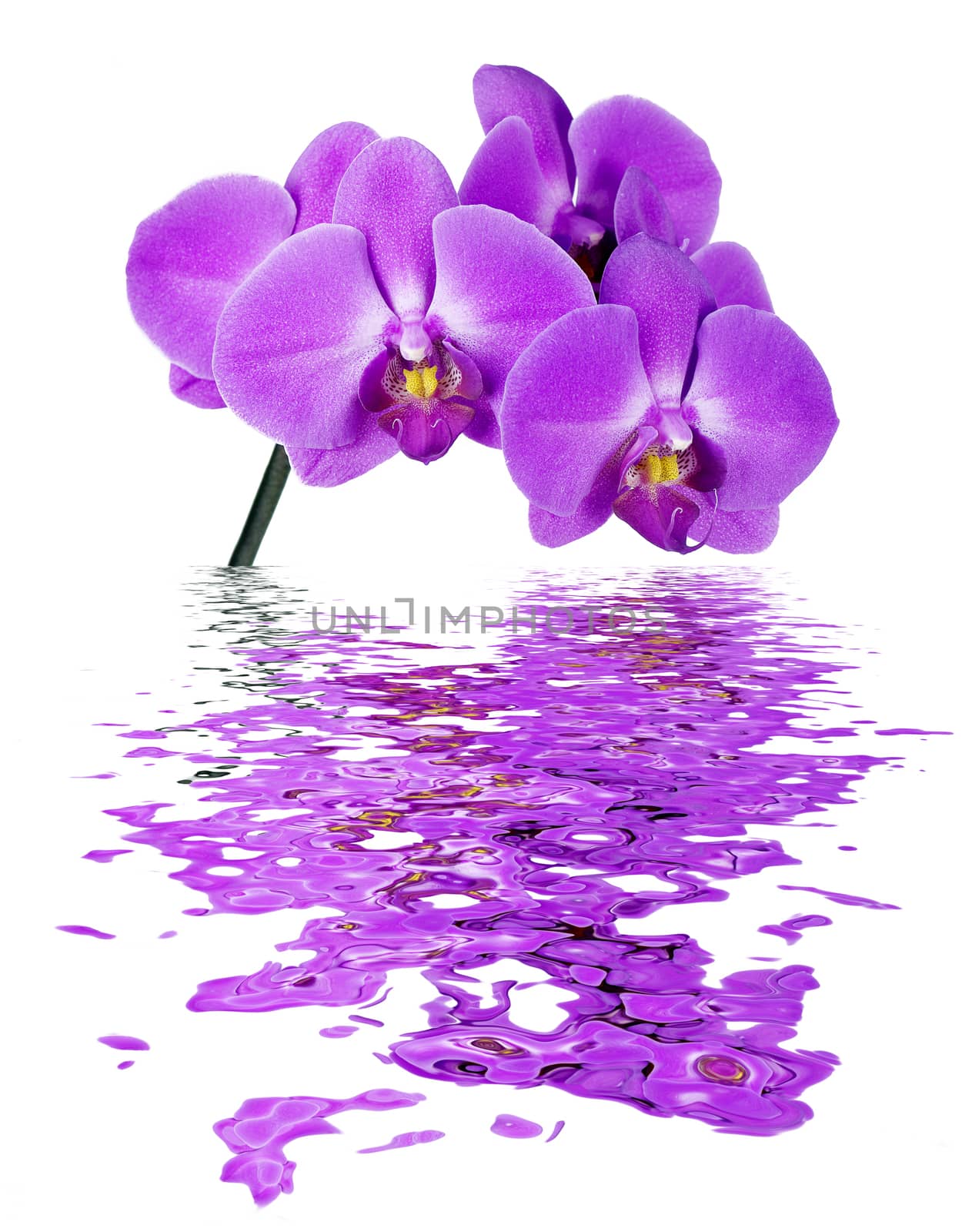 Pink Orchid isolated on a white background reflected in the water surface with small waves