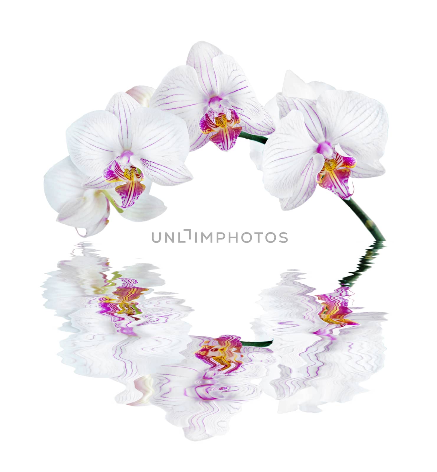 White orchid phalaenopsis isolated on a white background reflected in the water surface with small waves