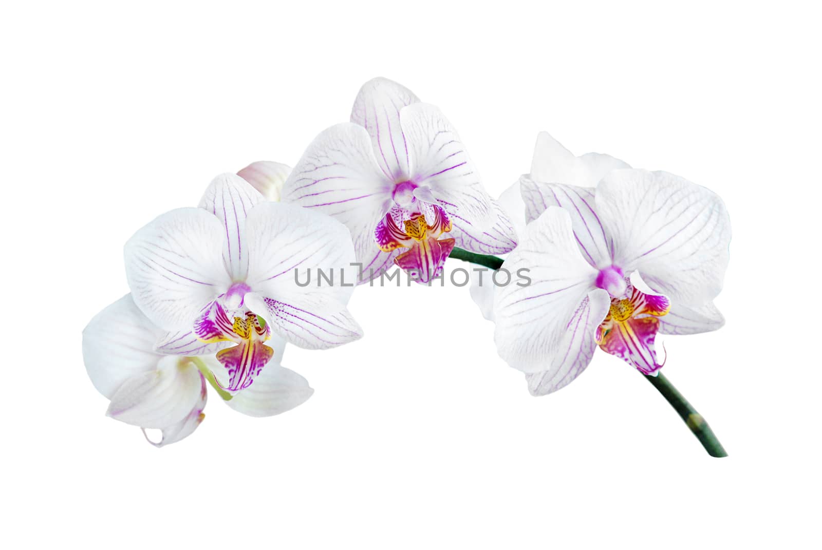 white orchid phalaenopsis on a white background