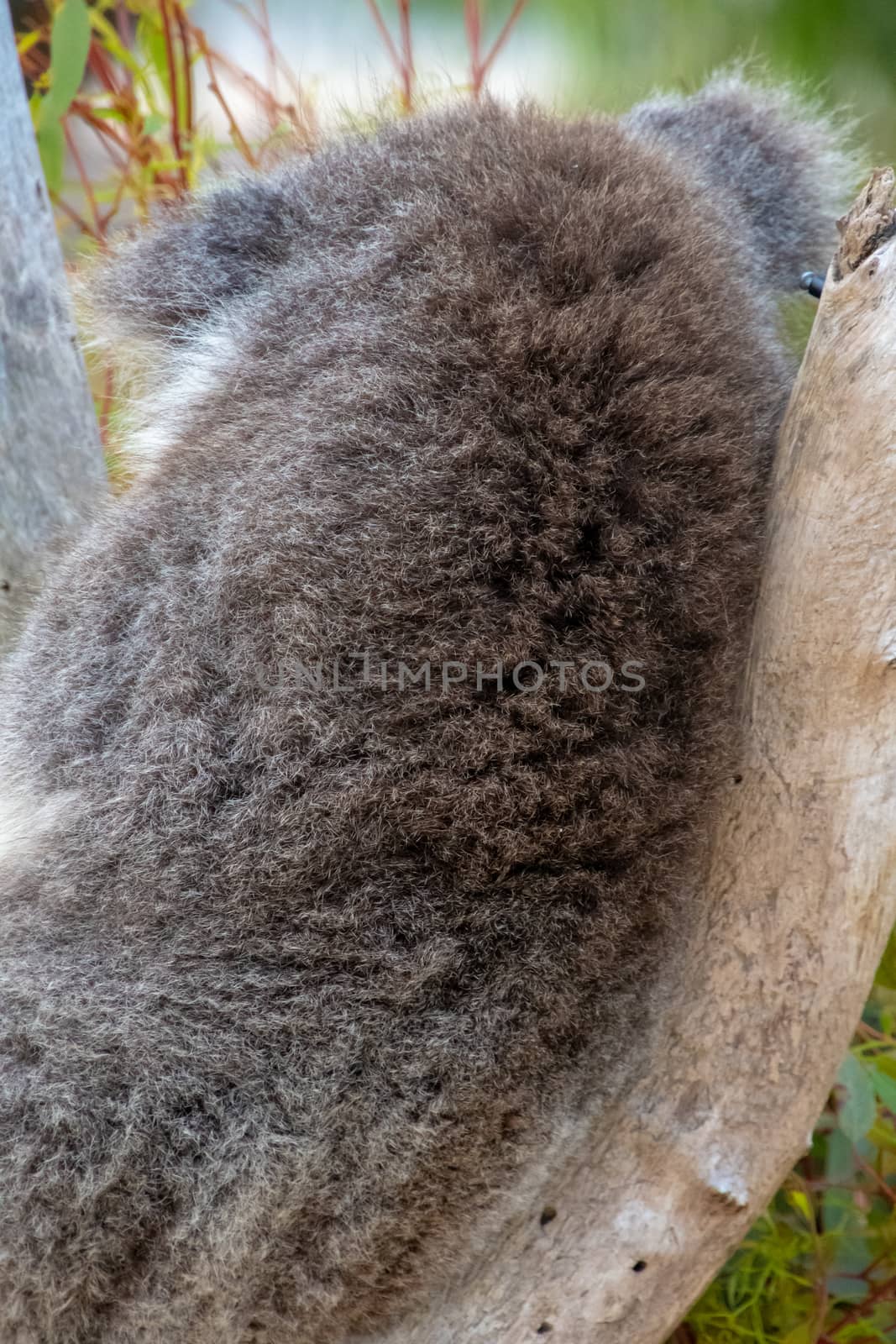 Fur of koala bear on its back in Western Australia sitting in tree