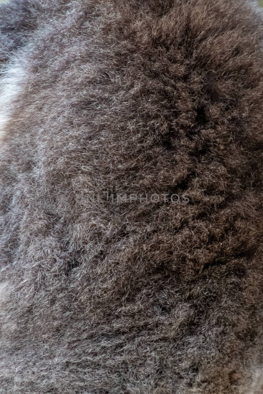 Fur on the back of koala bear in Western Australia