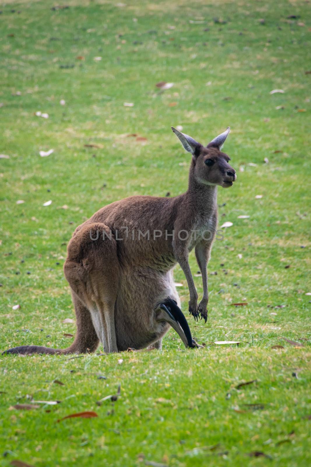 Kangaroo with joey in mothers pouch in Australia by MXW_Stock