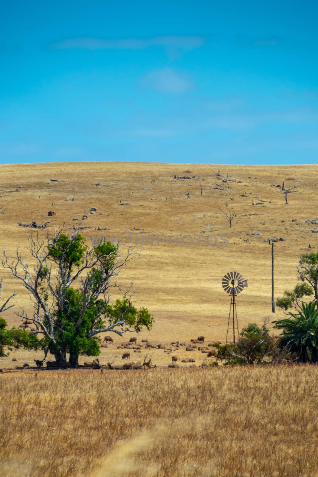 Rusty windmill standing on dry farm in Western Australia by MXW_Stock