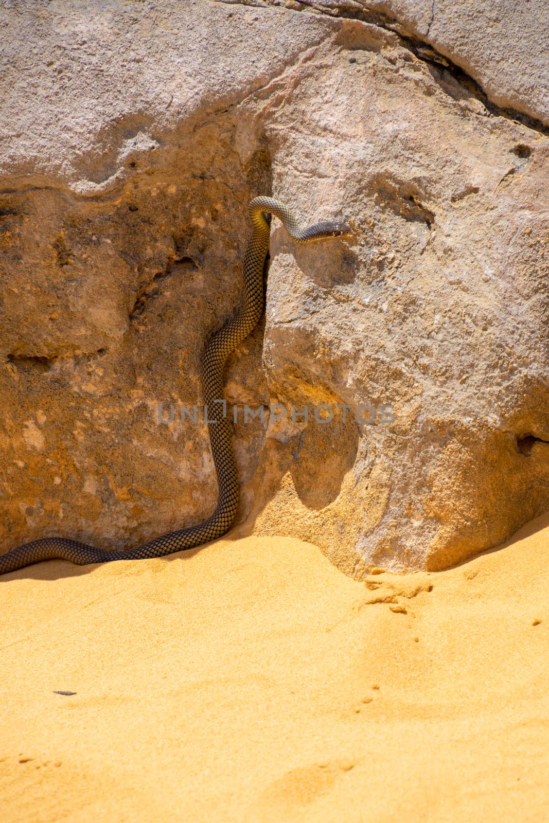 Sand snake at the pinnacles desert in Western Australia in the hot sun