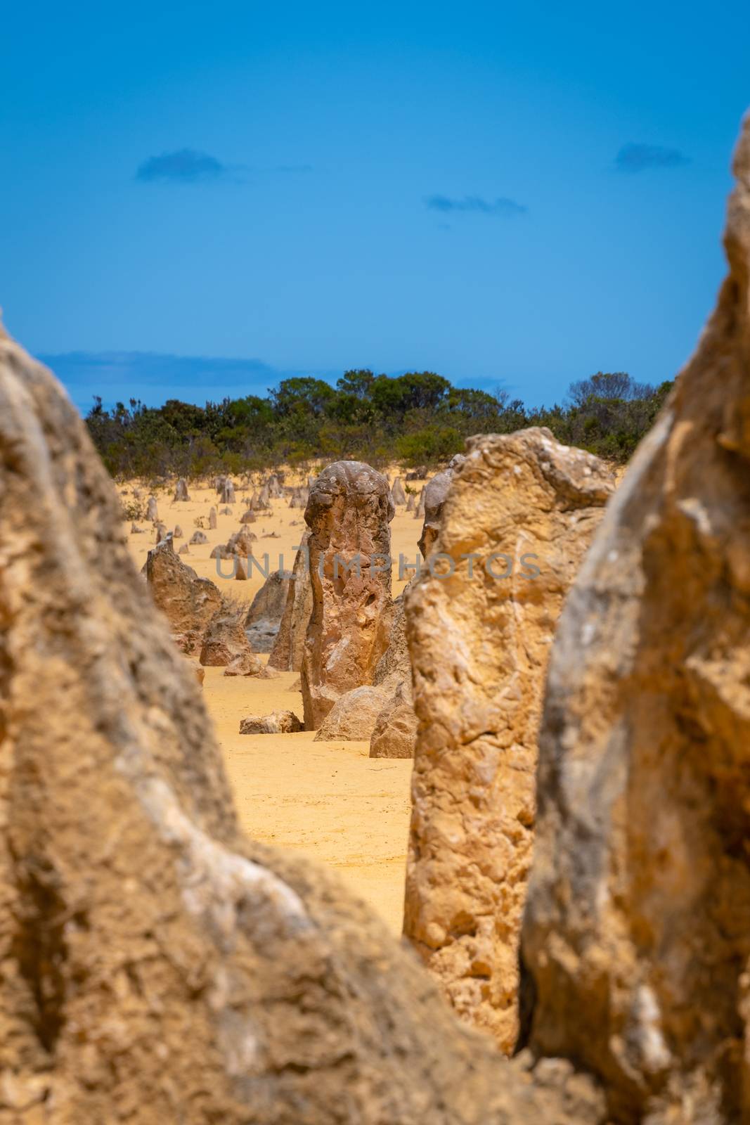 The Pinnacles Desert in hot dry landscape of Western Australia by MXW_Stock