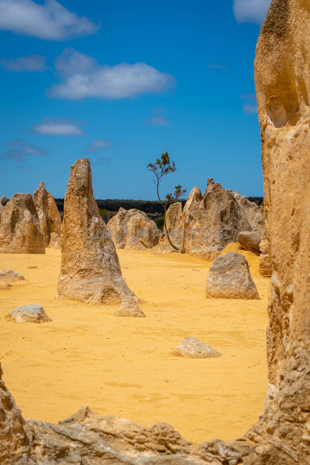 Upright standing rock formations at the Pinnacles Desert in Western Australia by MXW_Stock